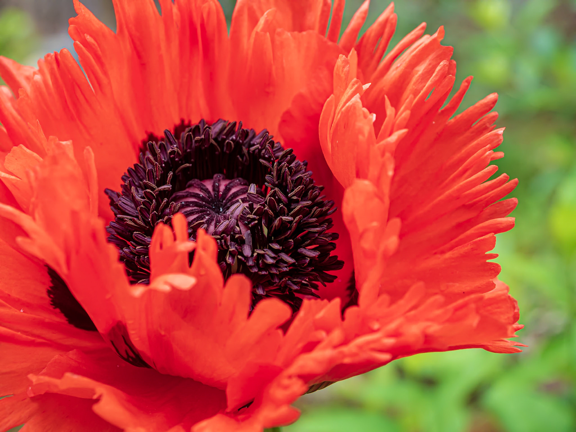 20605004 Whole Poppy