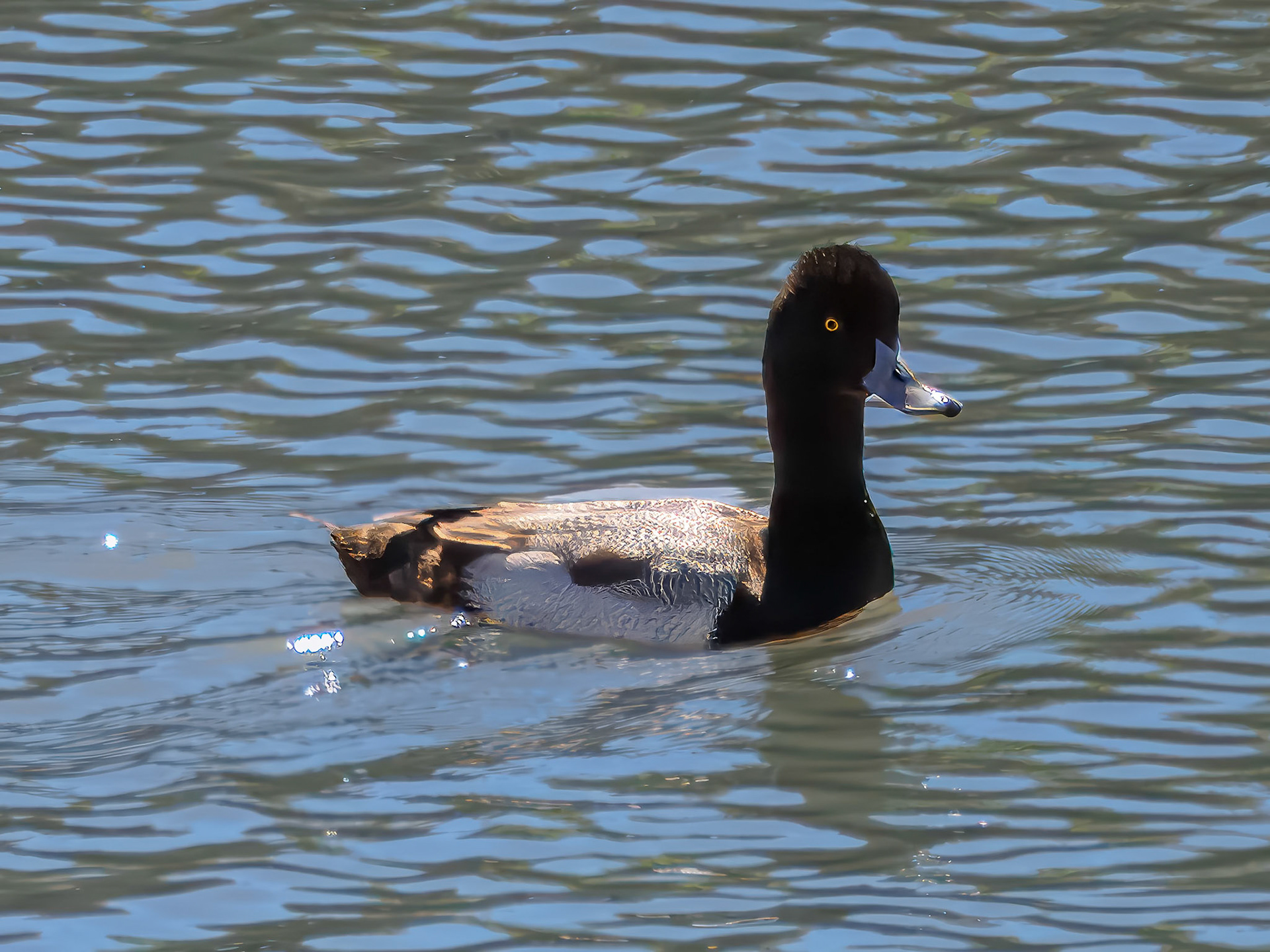 24315231 Lesser Scaup