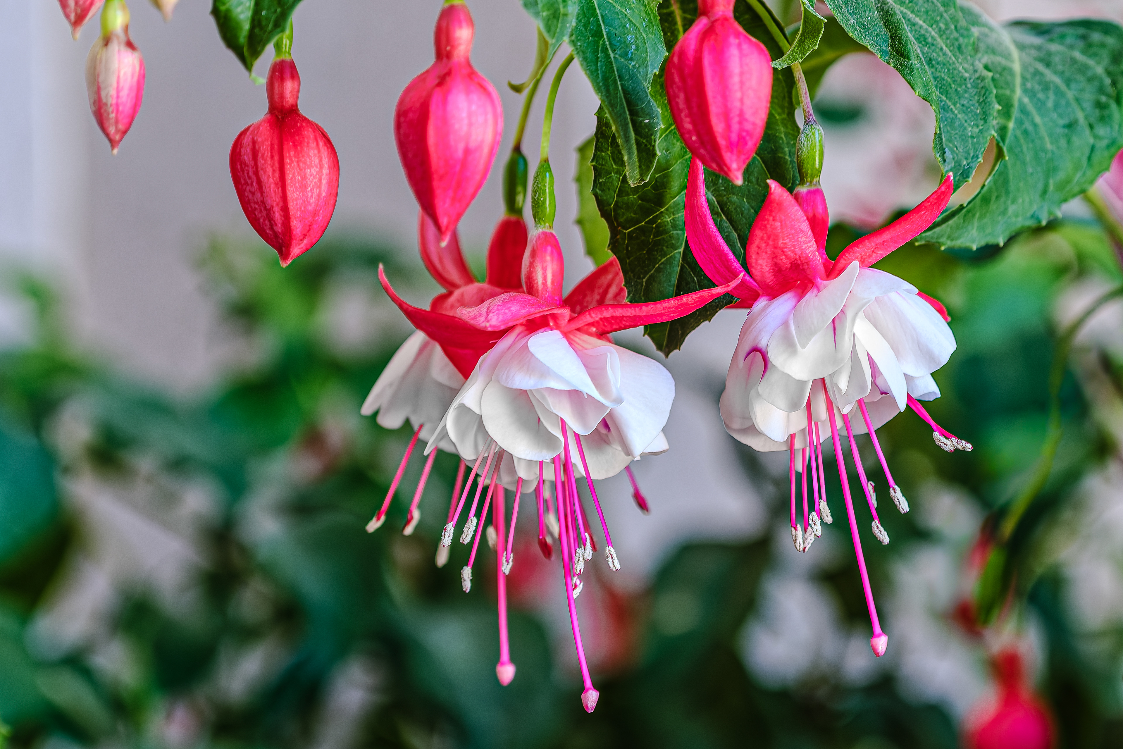 250712-942 Fuchsias (Genus Fuchsia)