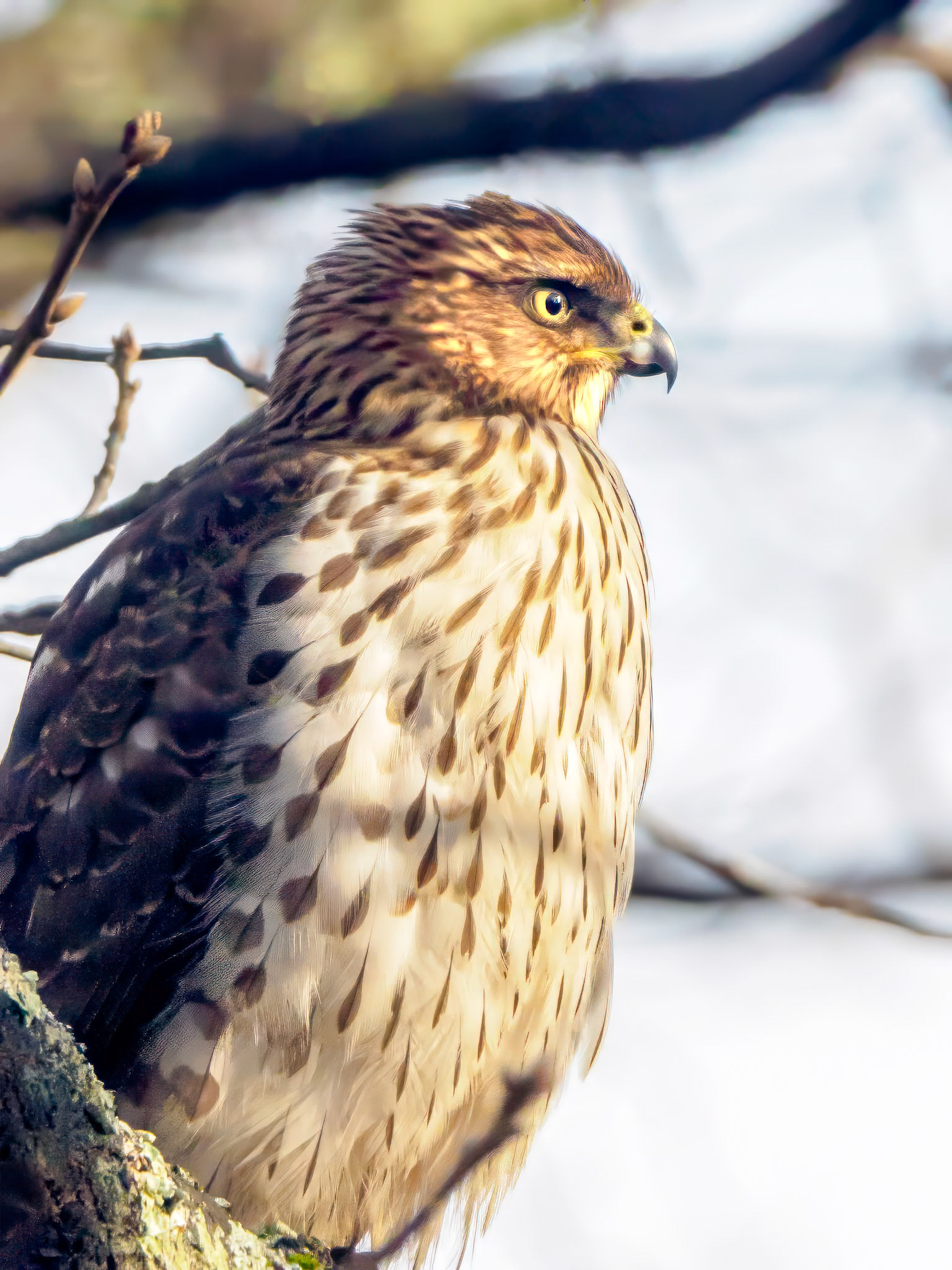 17112025 Cooper's Hawk