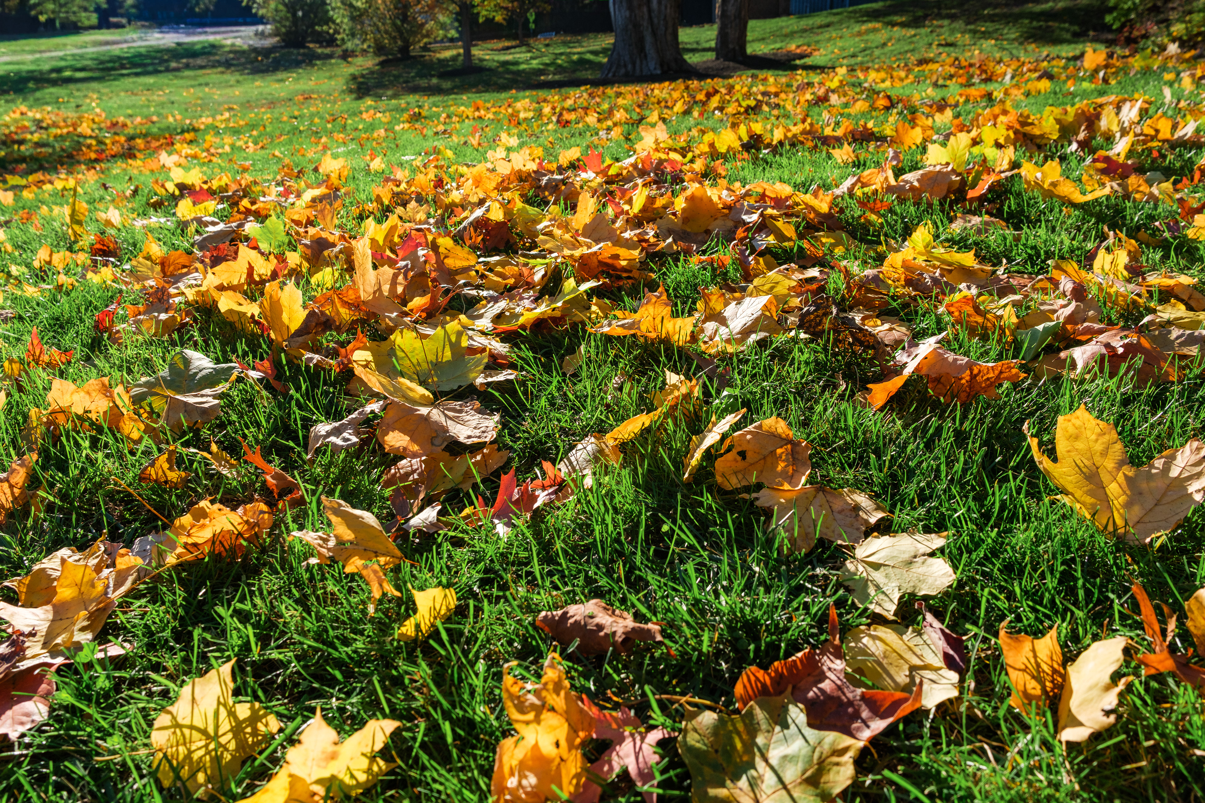251101-299 Leaves on Ground