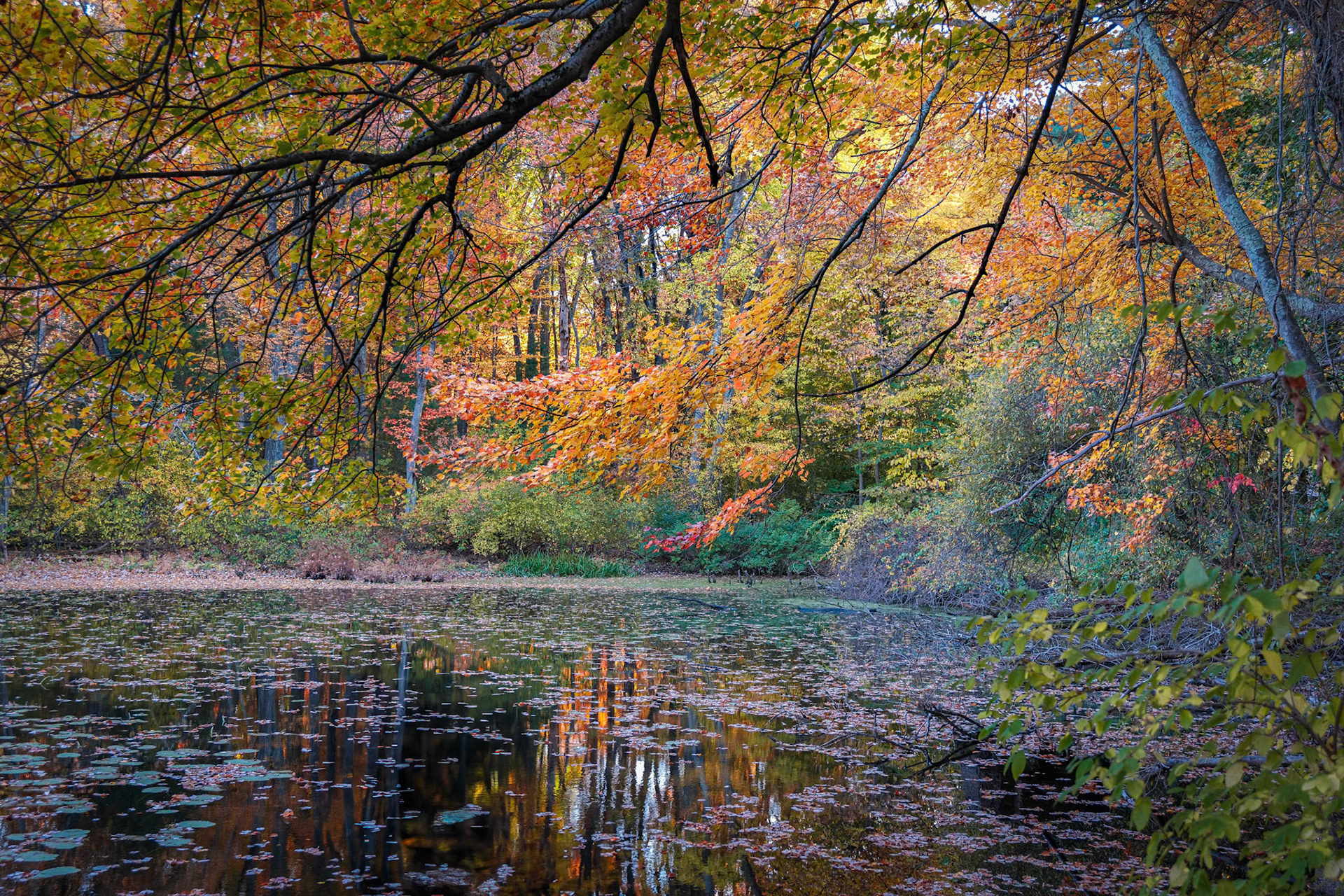 241022-301 Pond Corner