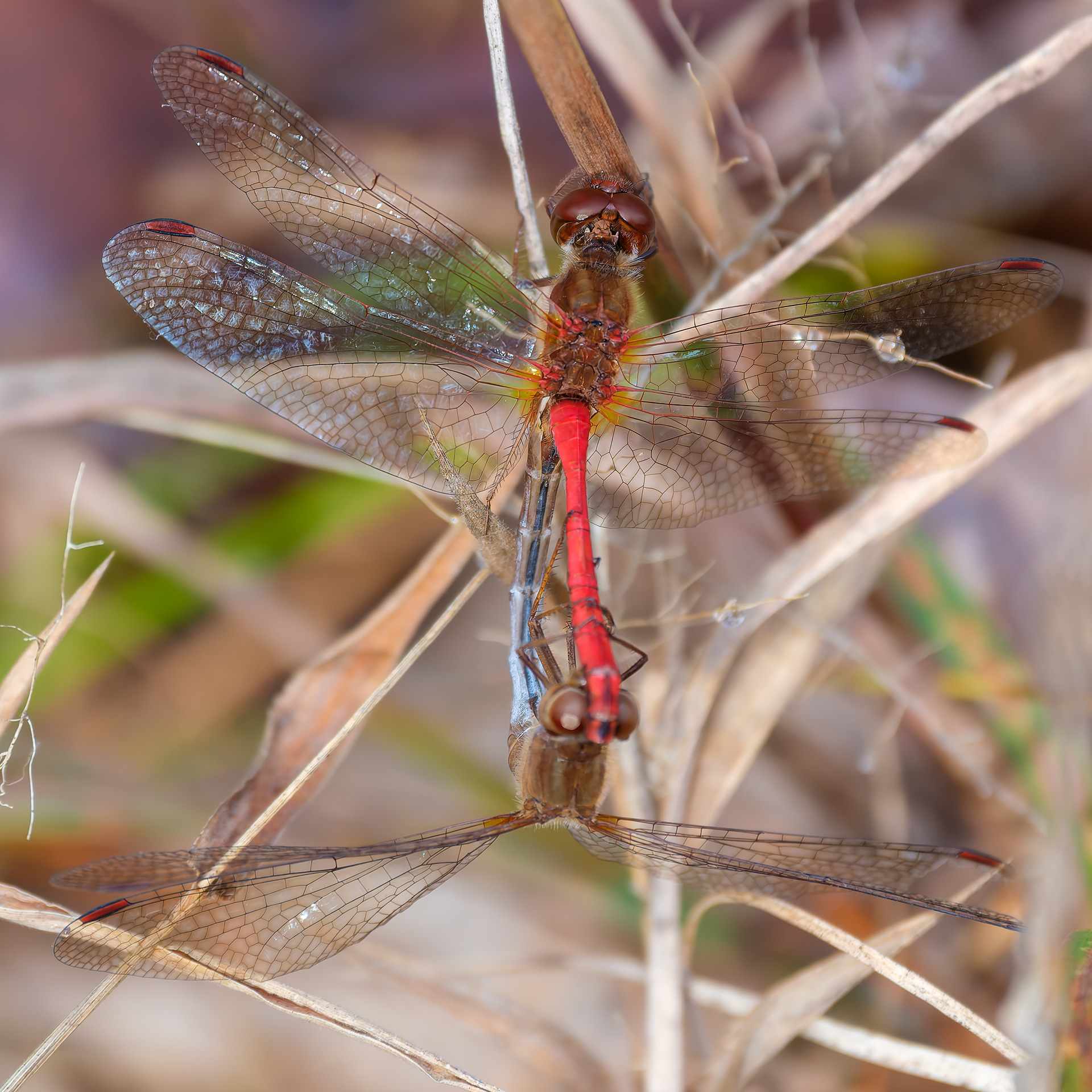 251015-078 Autumn Meadowhawk (Sympetrum vicinum); mating