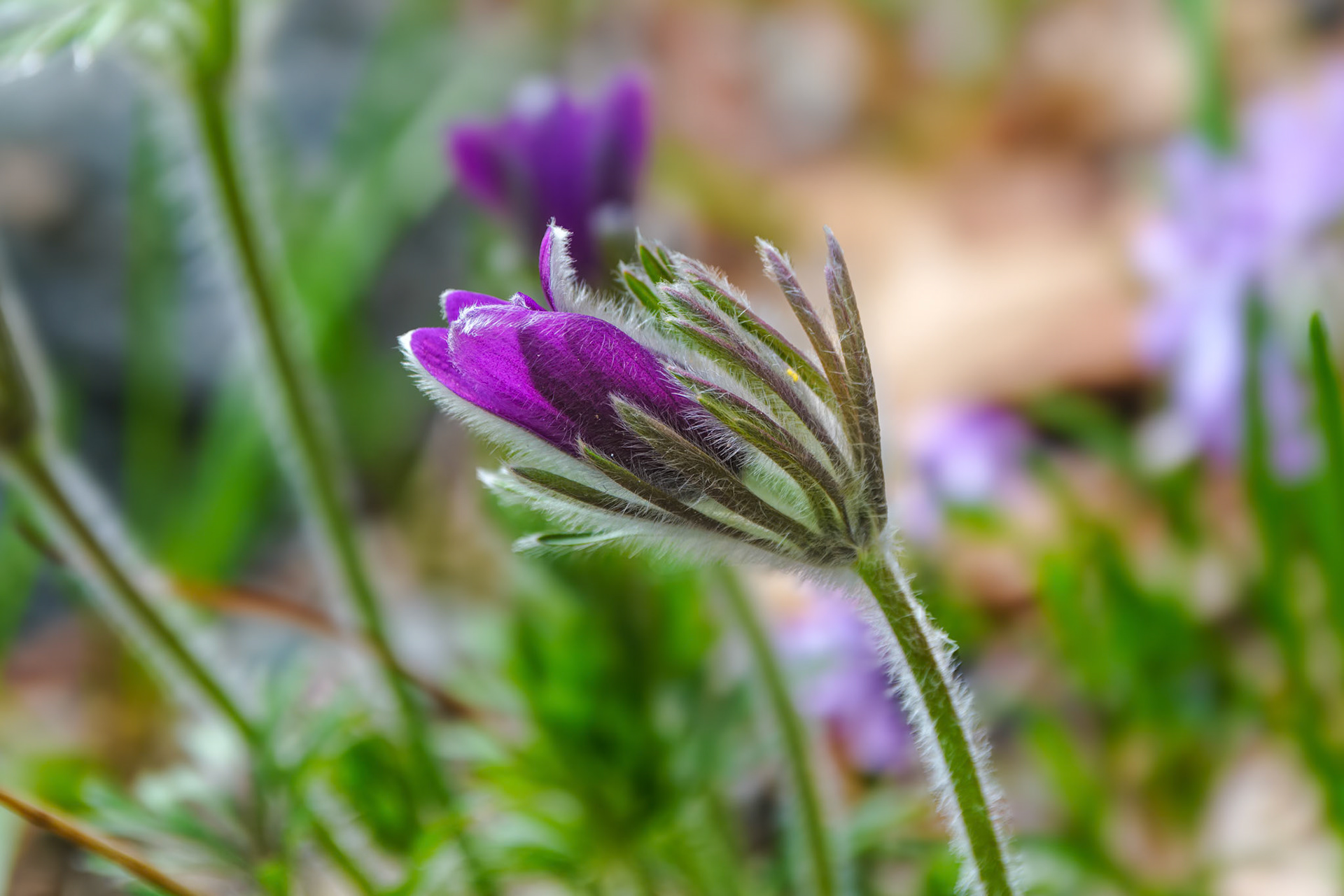250427-770 European Pasqueflower (Pulsatilla vulgaris)