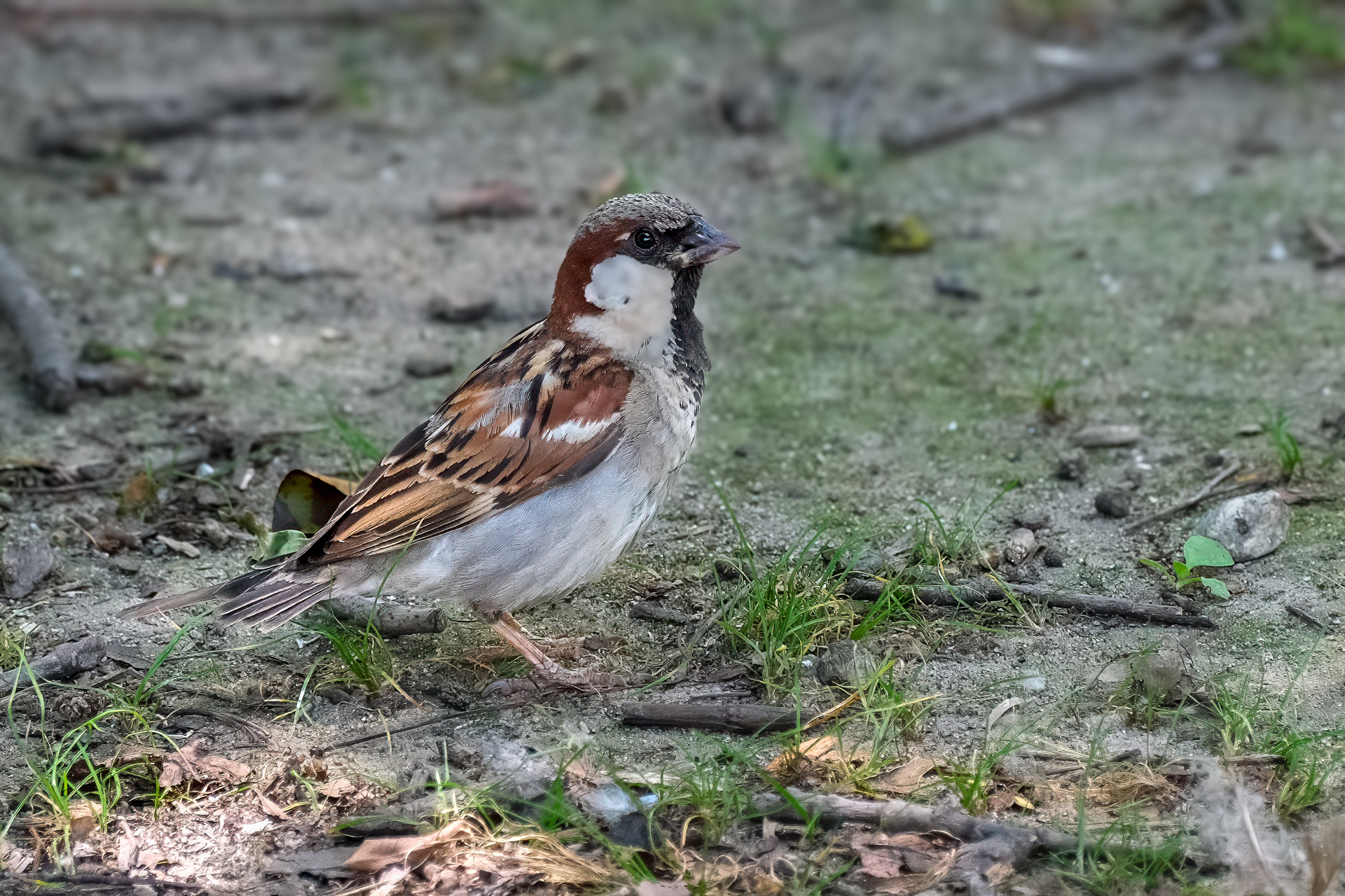 250720-207 House Sparrow (Passer domesticus)