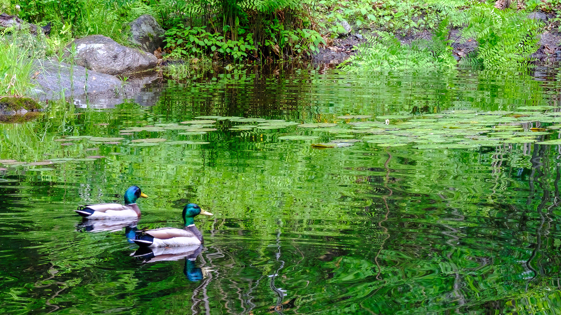 250524-510 Mallards