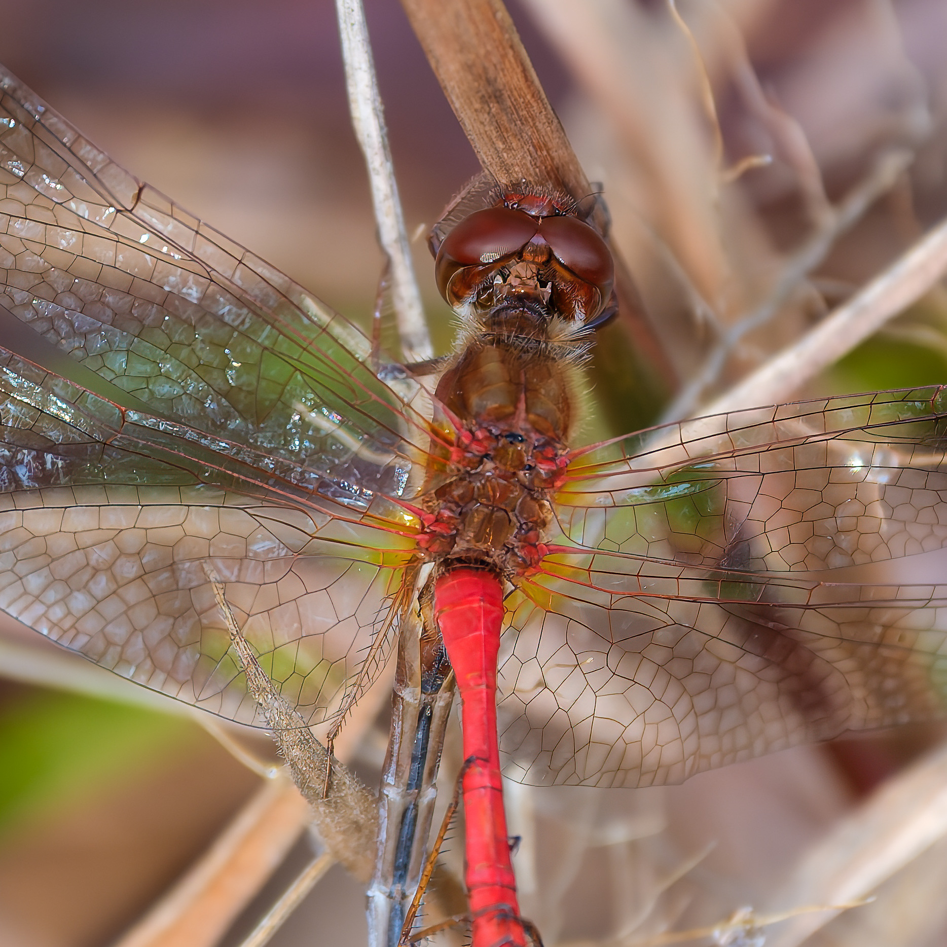 251015-078A Autumn Meadowhawk (Sympetrum vicinum) close up