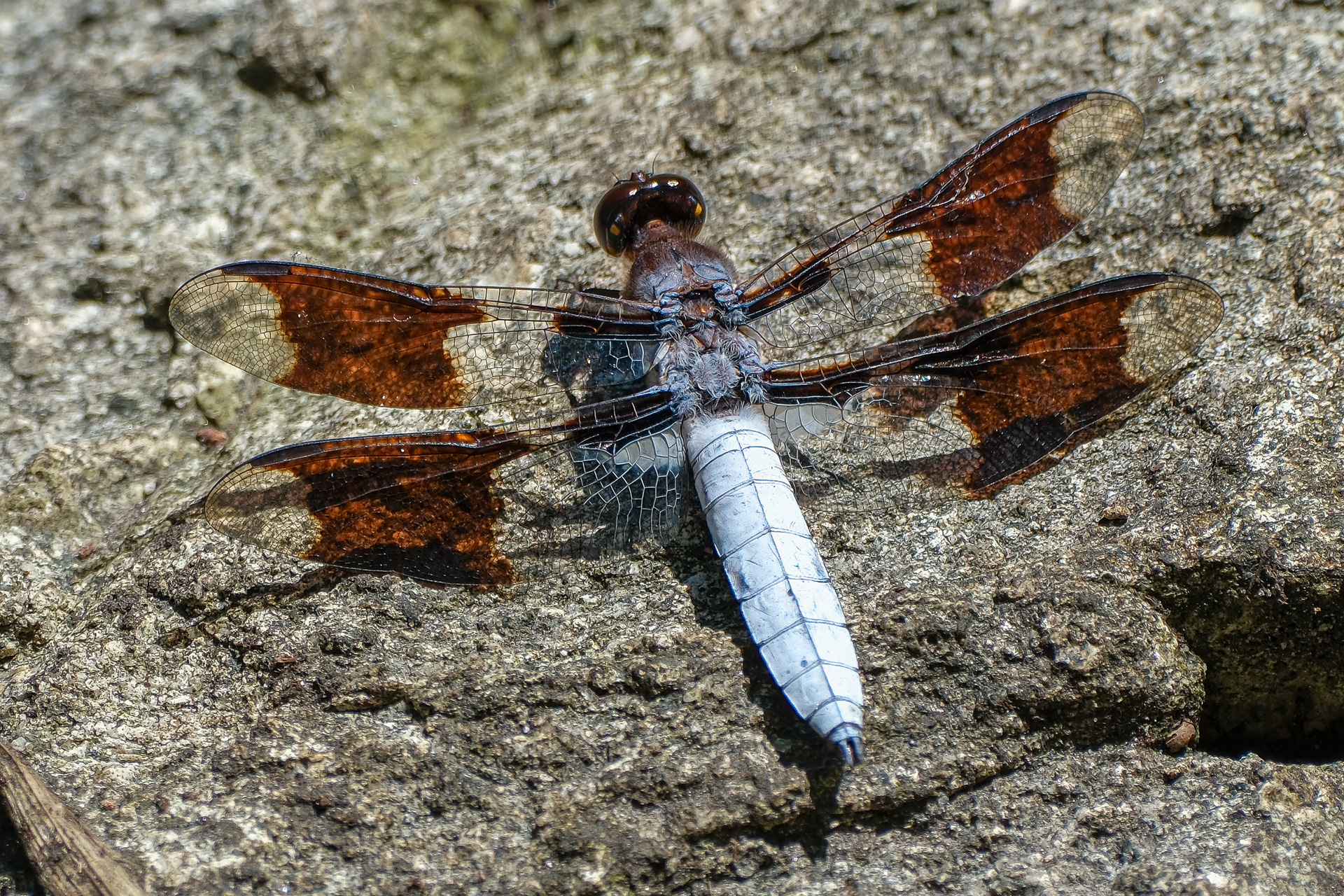 250722-275 Common Whitetail (Plathemis lydia)