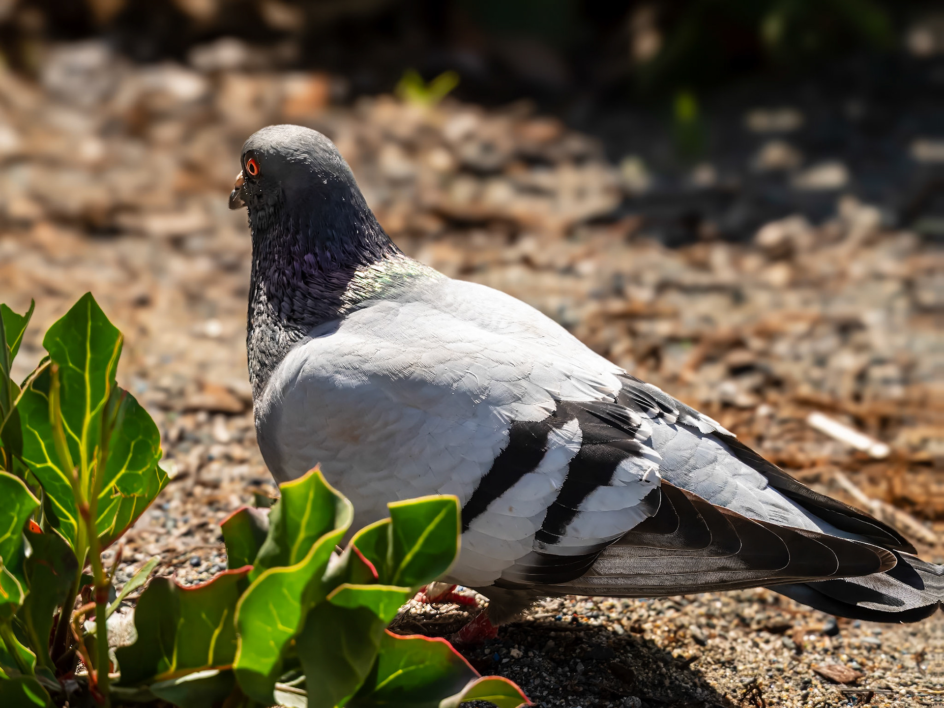 24317465 Pigeon