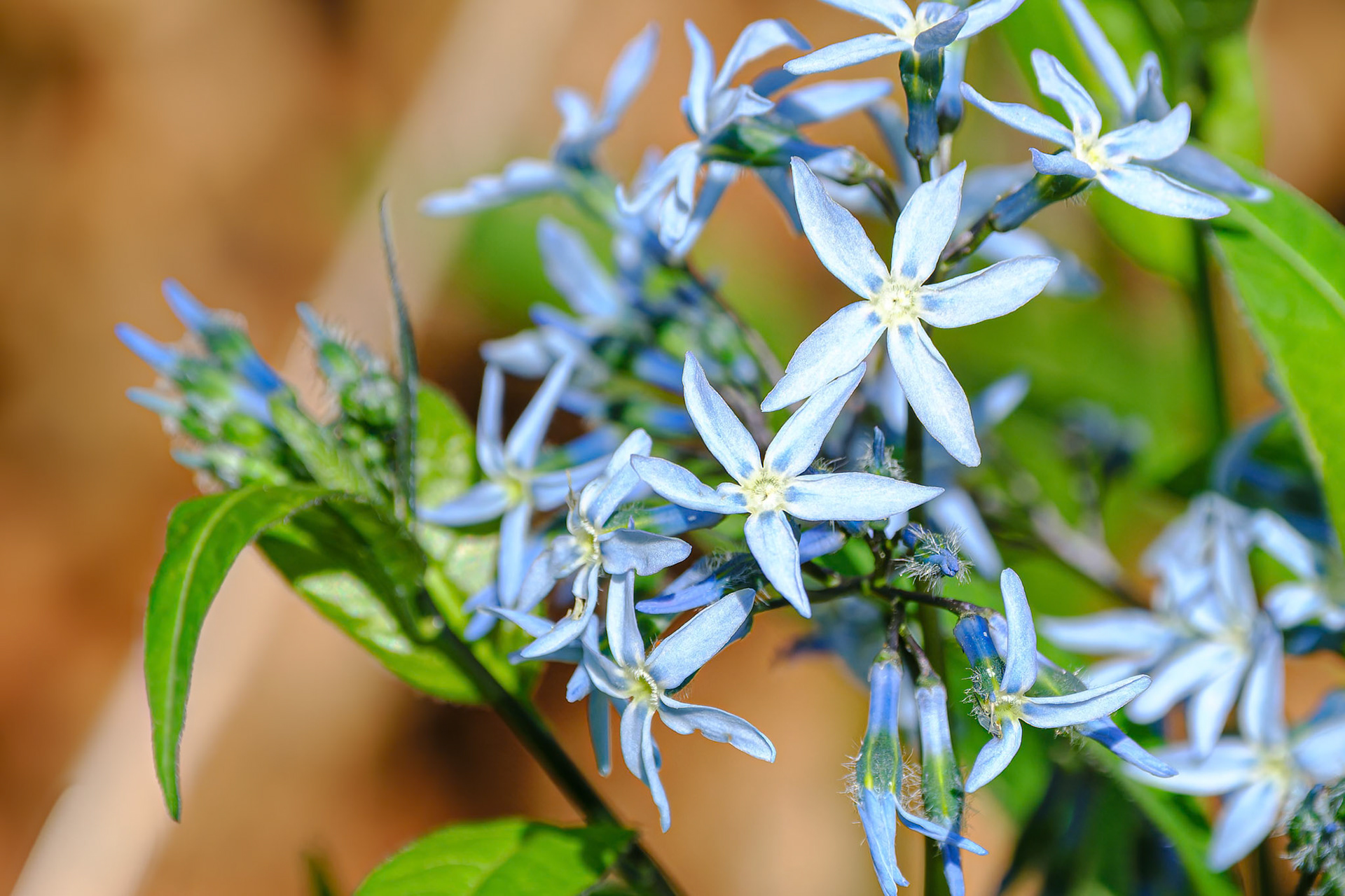 250429-838 Eastern Bluestar (Amsonia tabernaemontana)
