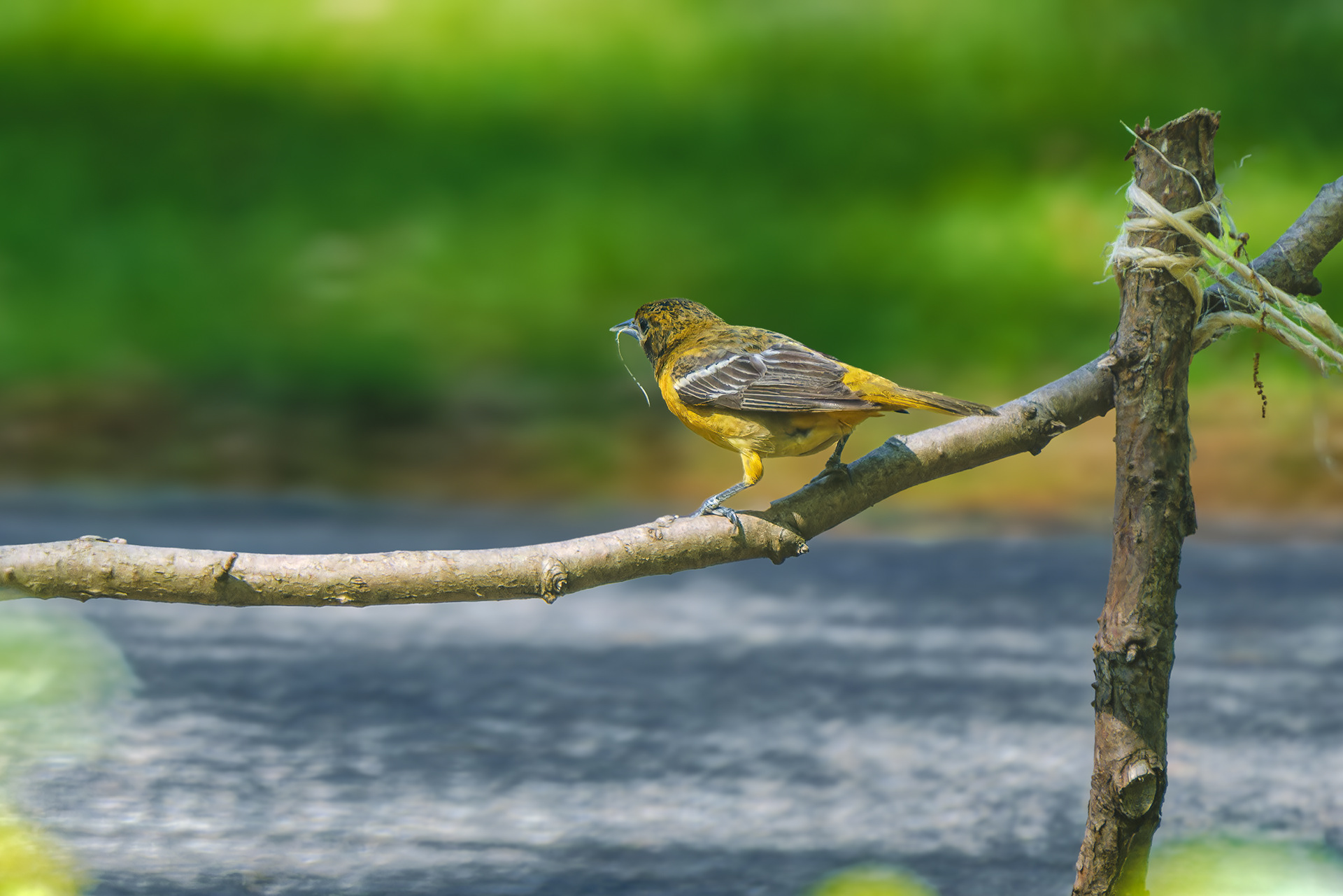 250512-263 Baltimore Oriole (Icterus galbula)