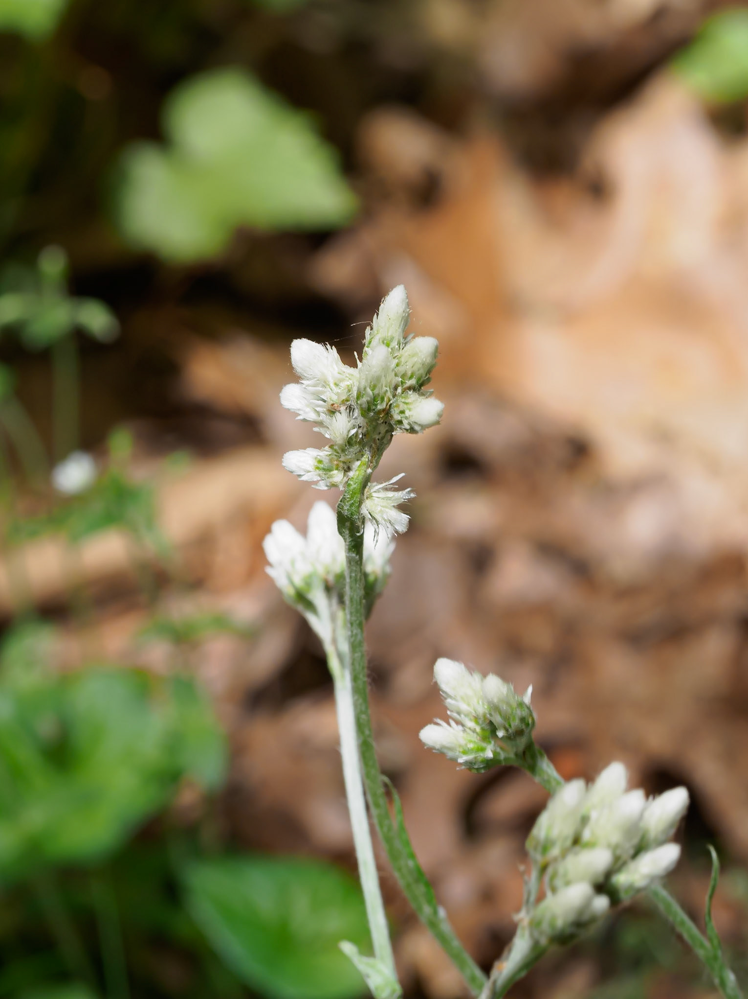 24525-001 Plantain Pussytoes (Antennaria plantaginifolia)