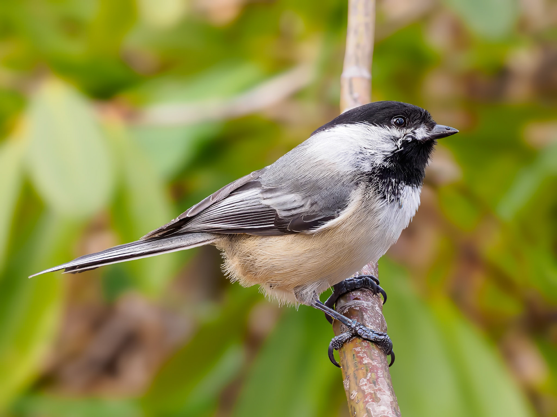 24413-025 Black-capped Chicadee