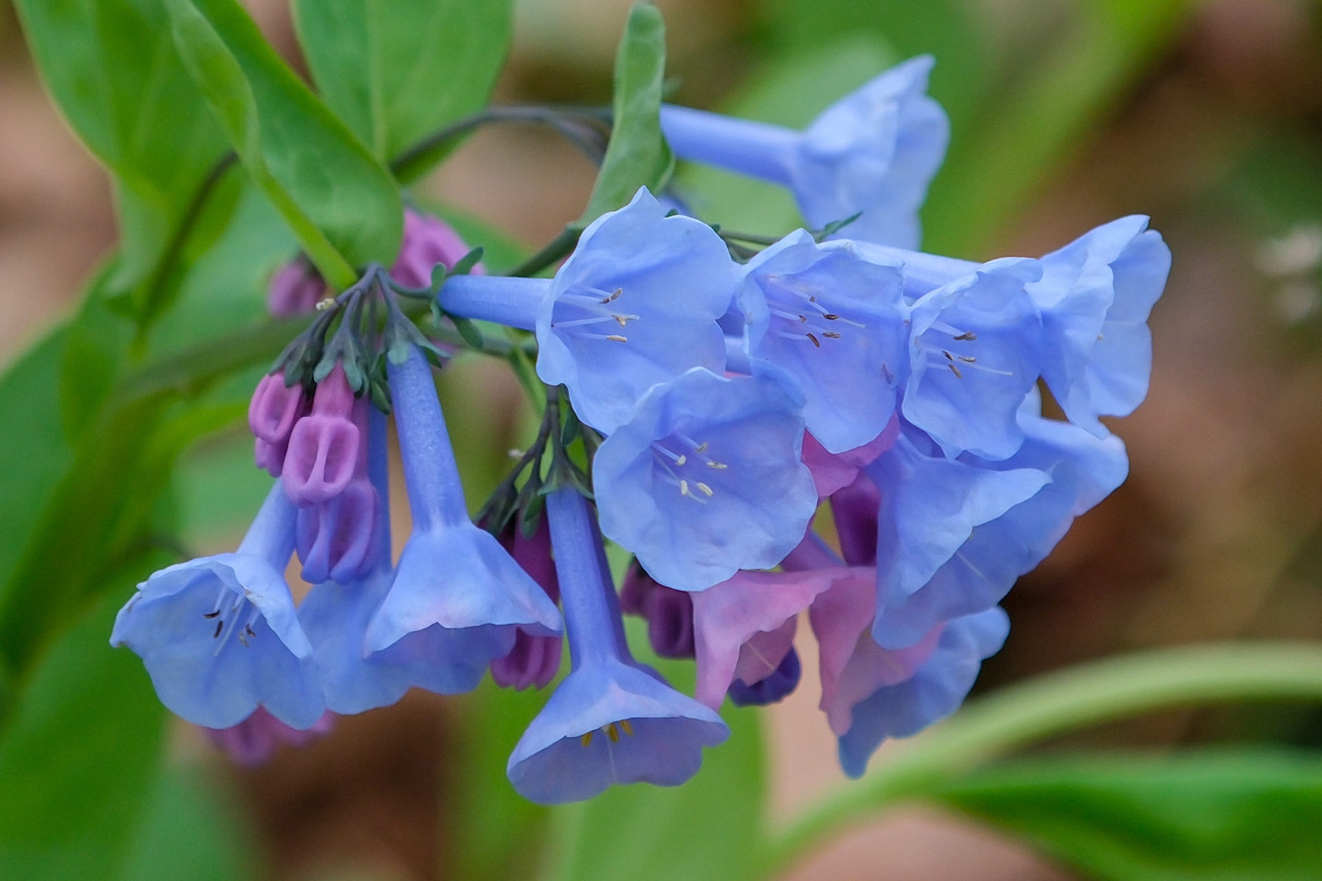 Virginia Bluebells (Mertensia virginica)