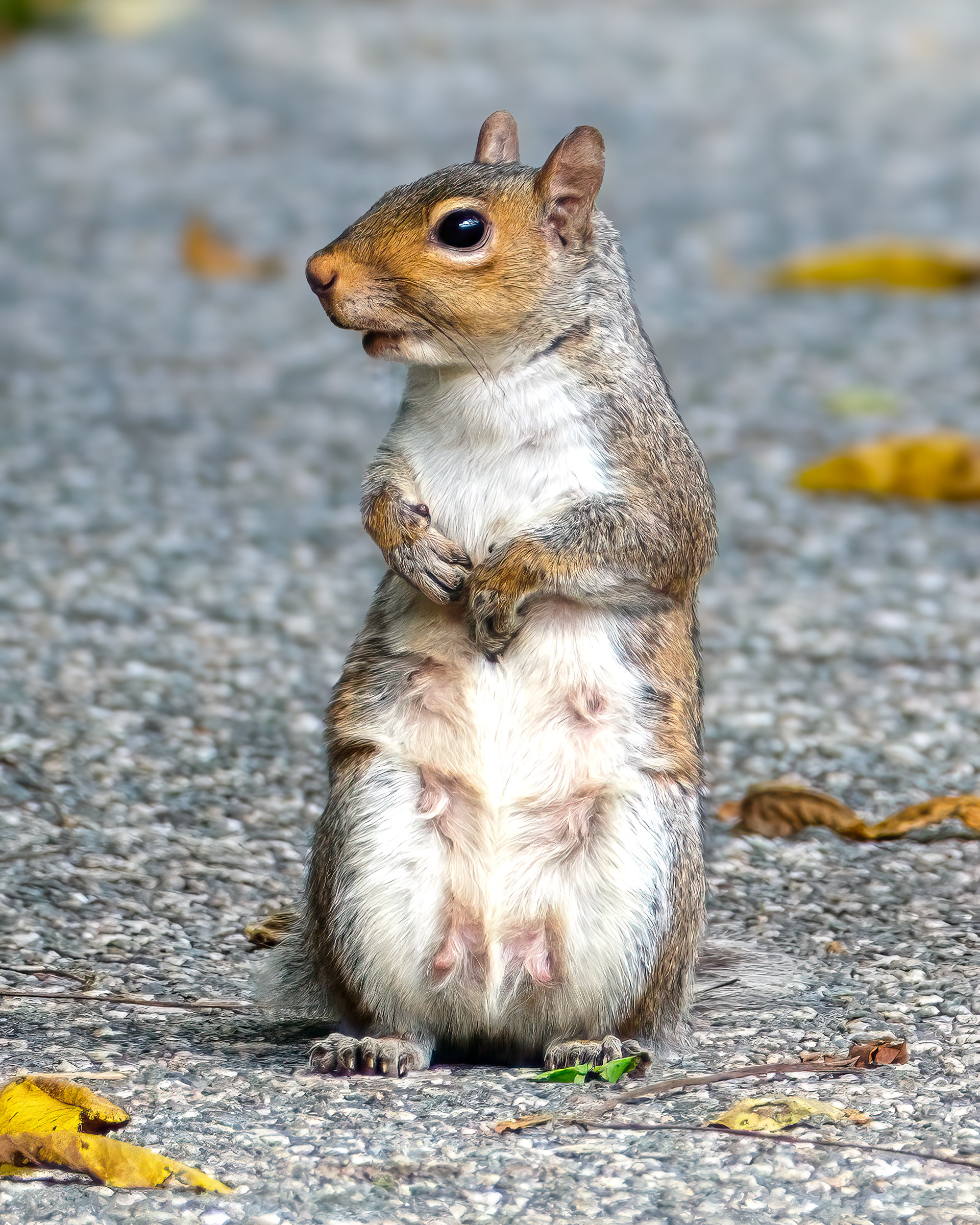 250827-685 Eastern Gray Squirrel (Sciurus carolinensis)