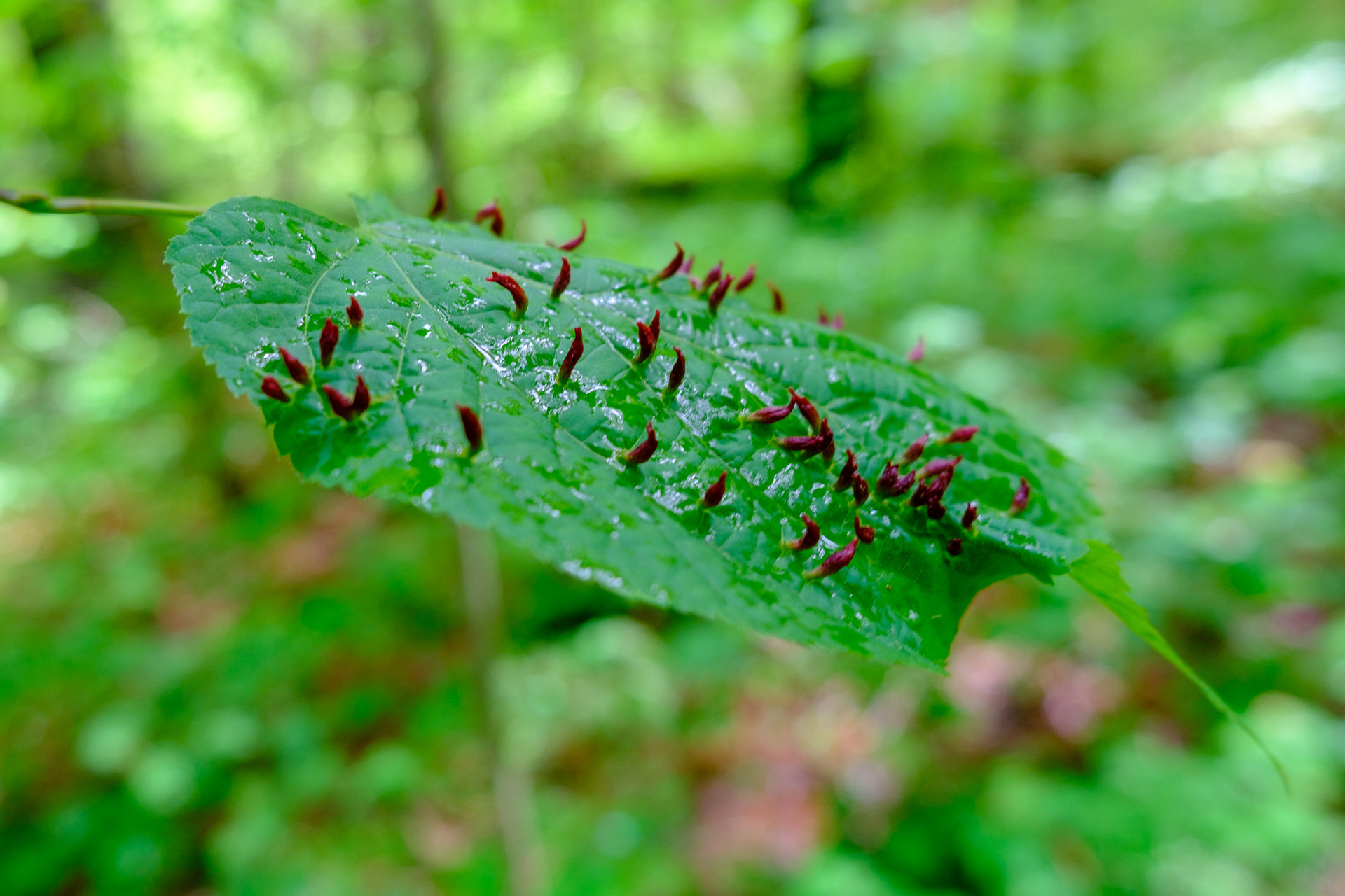 250524-526 Red Nail Gall Mite (Eriophyes tiliae)