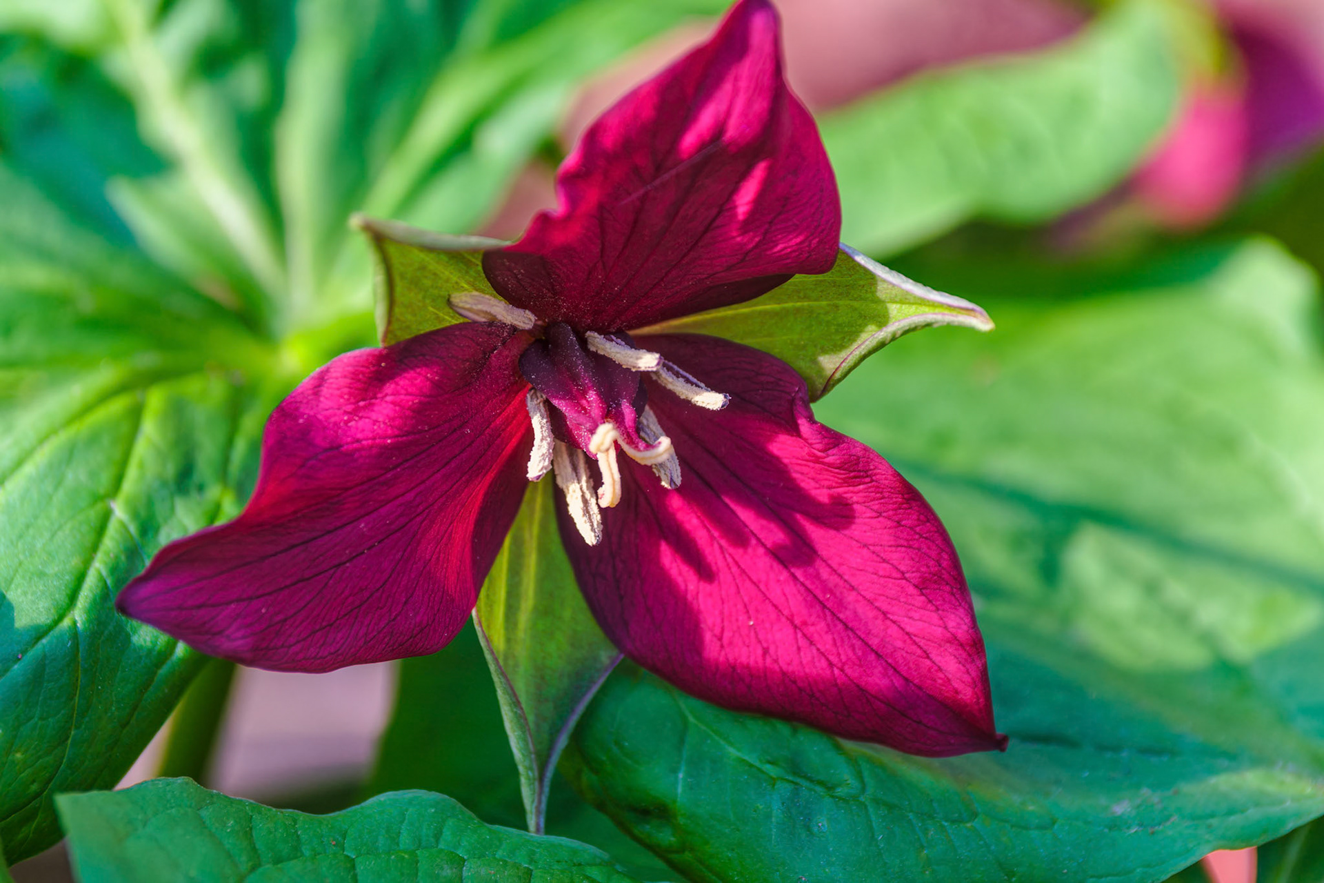 250420-306 Red Trillium (Trillium erectum)