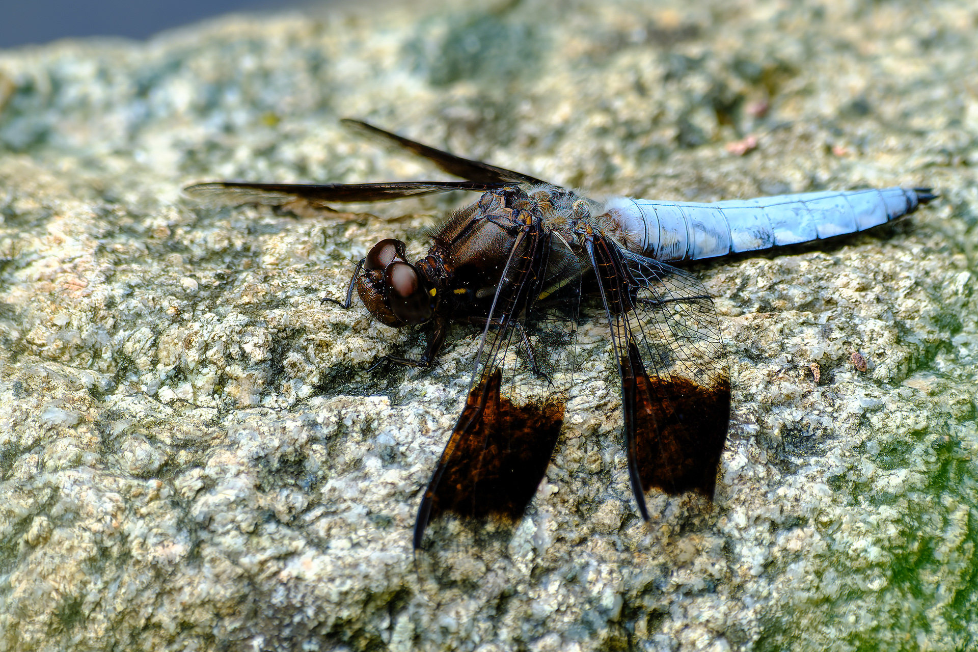 260531-548 Common Whitetail (Plathemis lydia)