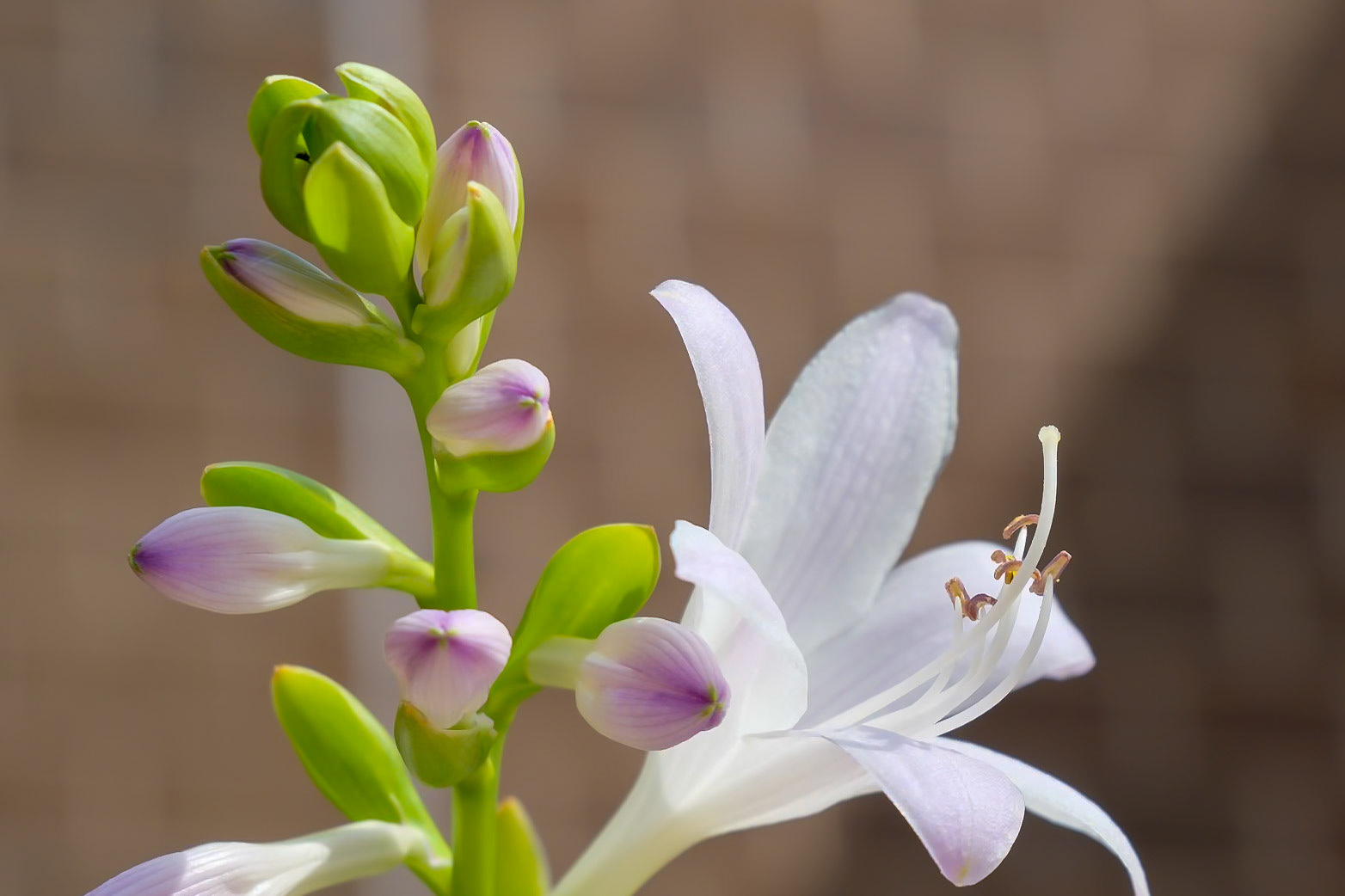 240909-583 Scented Hosta (Hosta plantaginea)