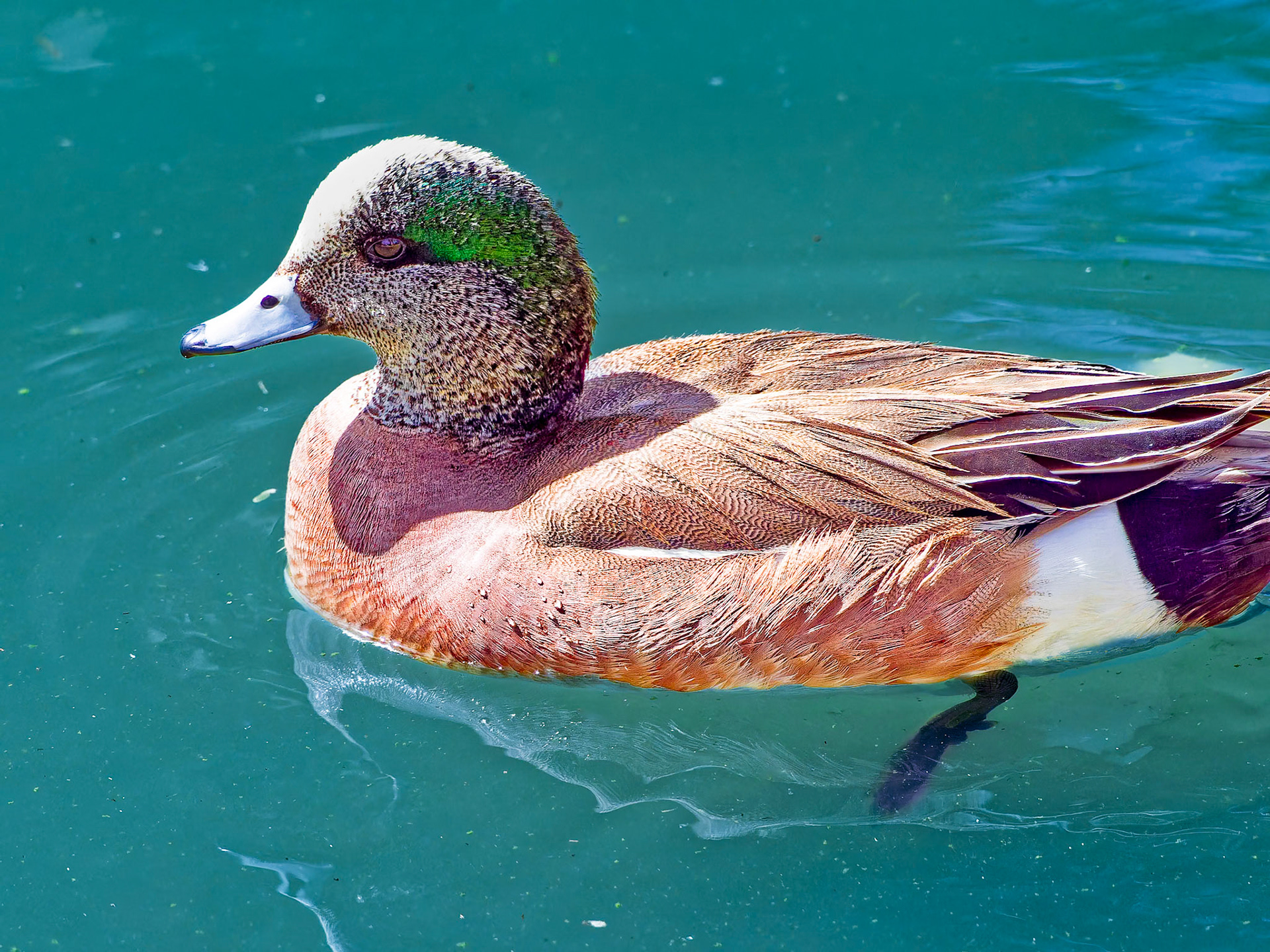 24313207 American Wigeon Male