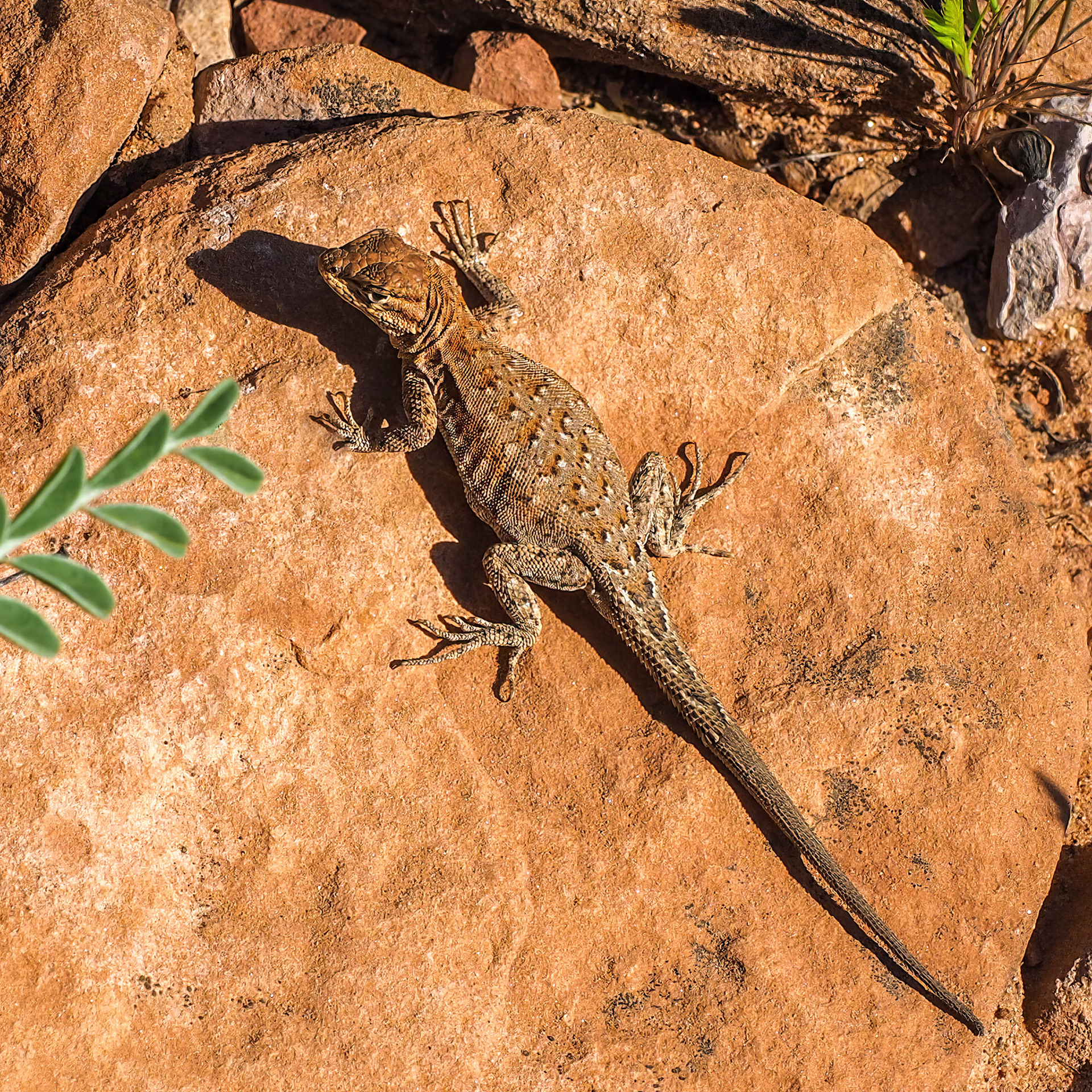 16418235 Another Trail Traveler