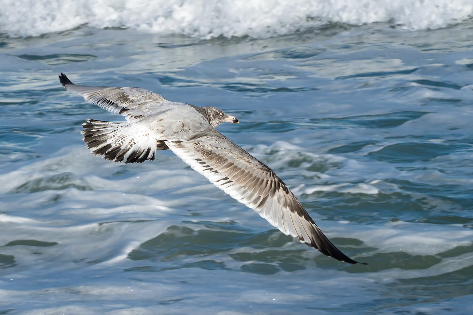 21B08100 Shore Gulls 10