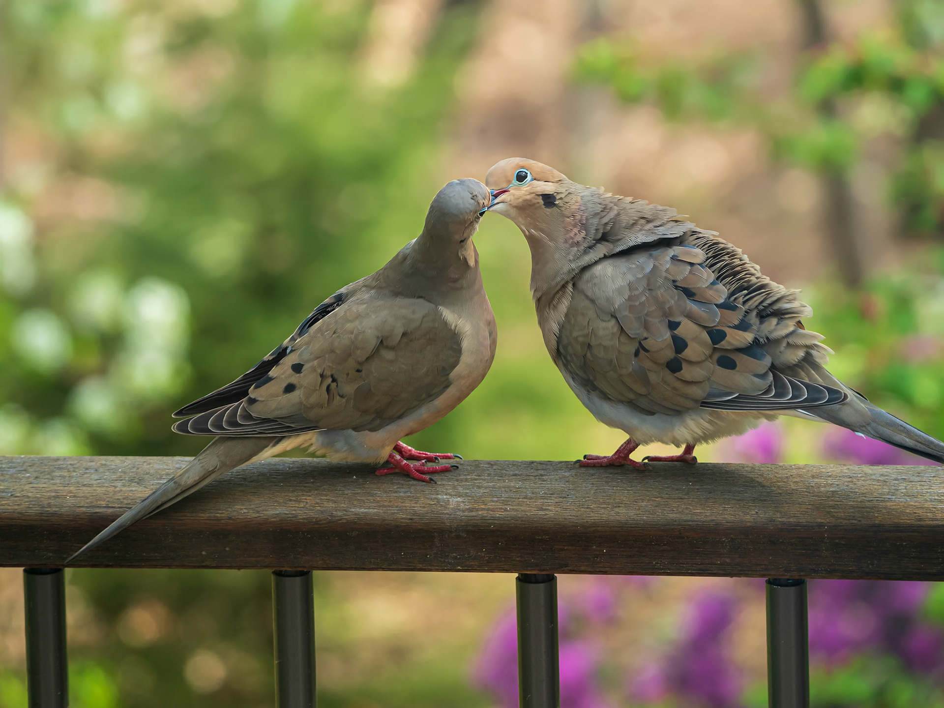 21428071 Kissy Kissy