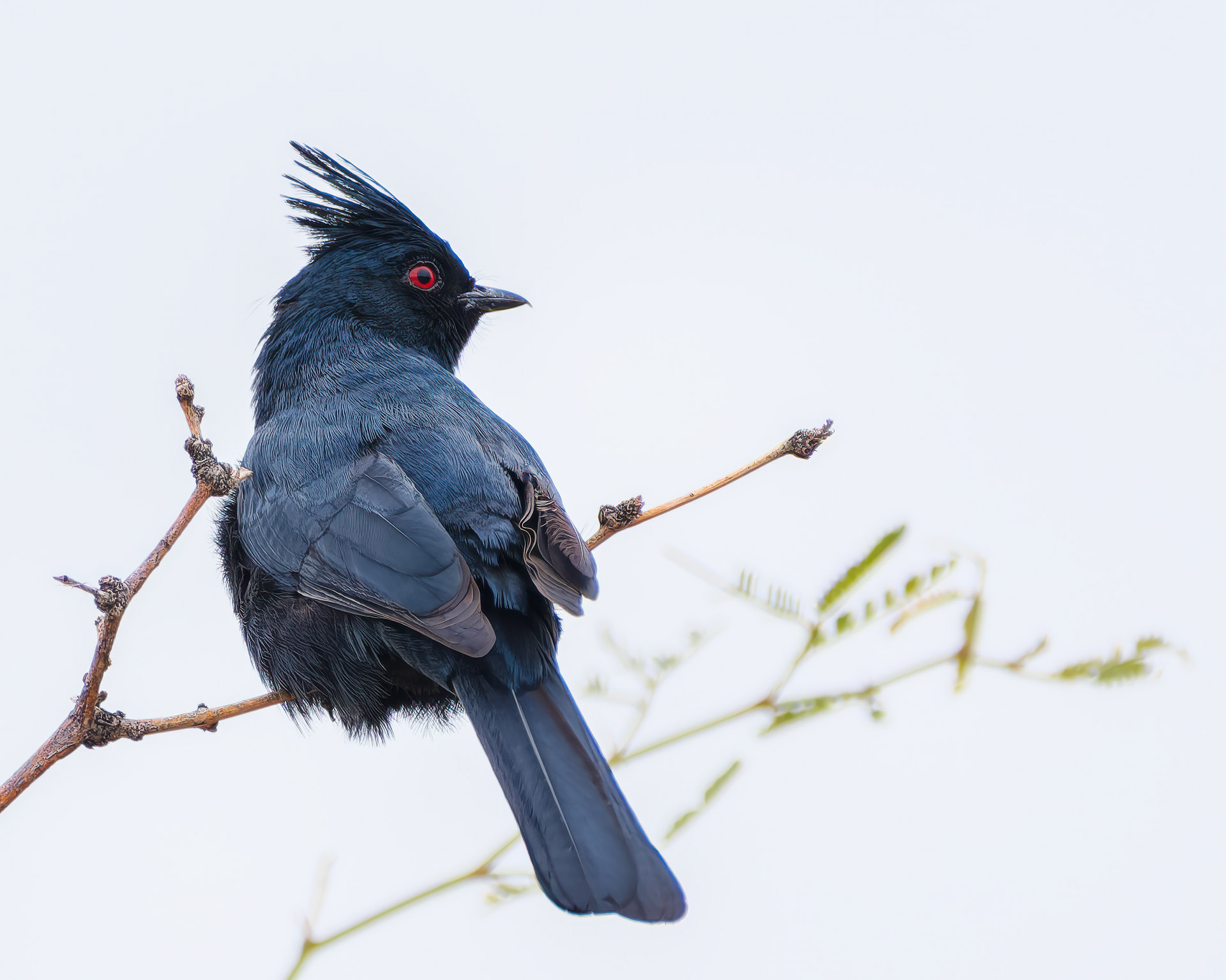 260216-845 Phainopepla (Phainopepla nitens)