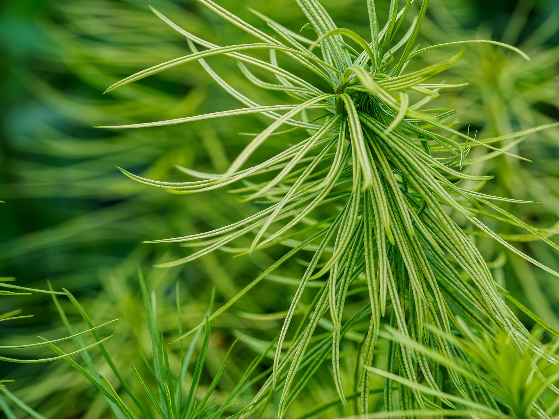 24724-033 Feeling Green