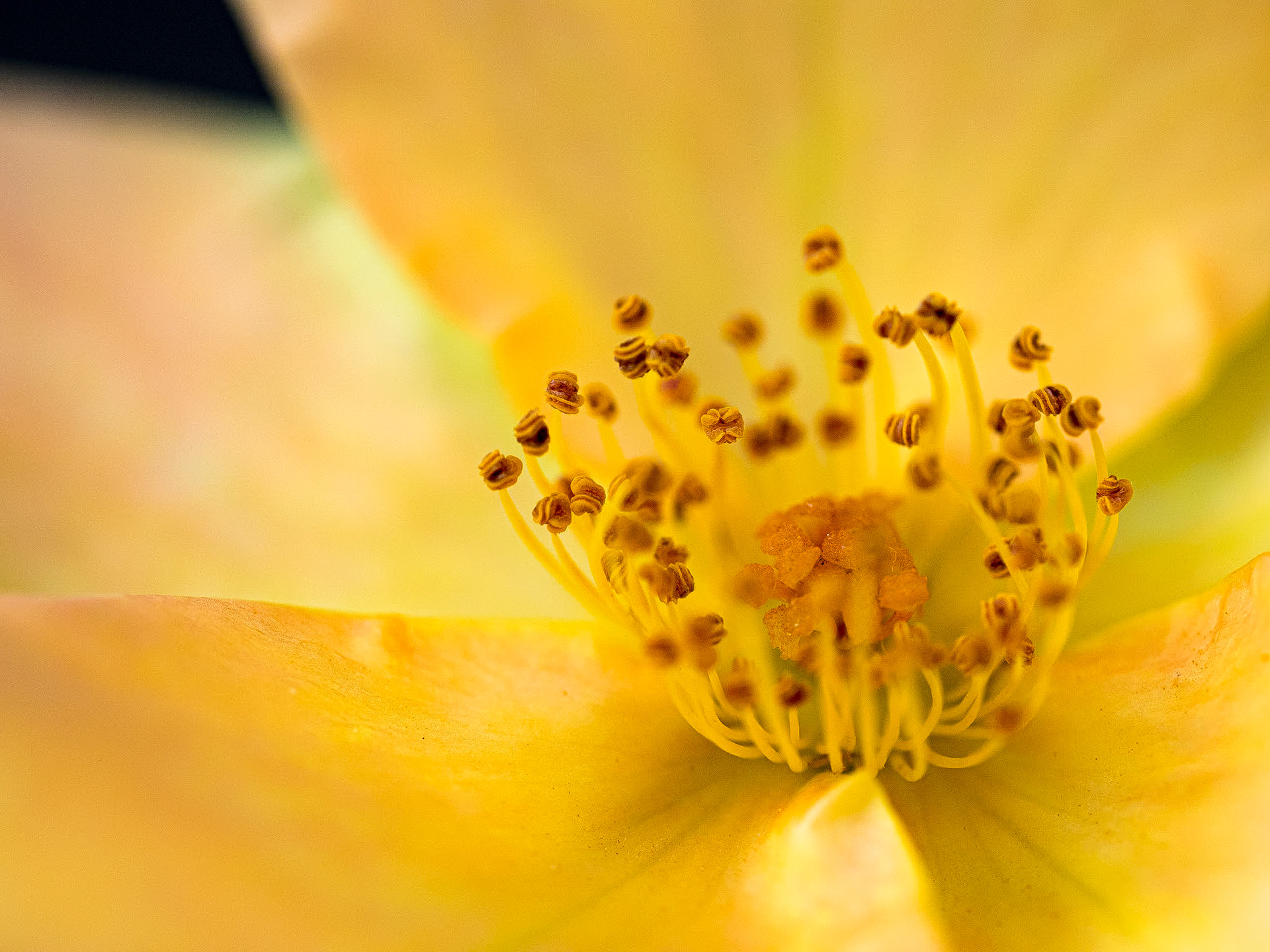 15611296 Rose Center