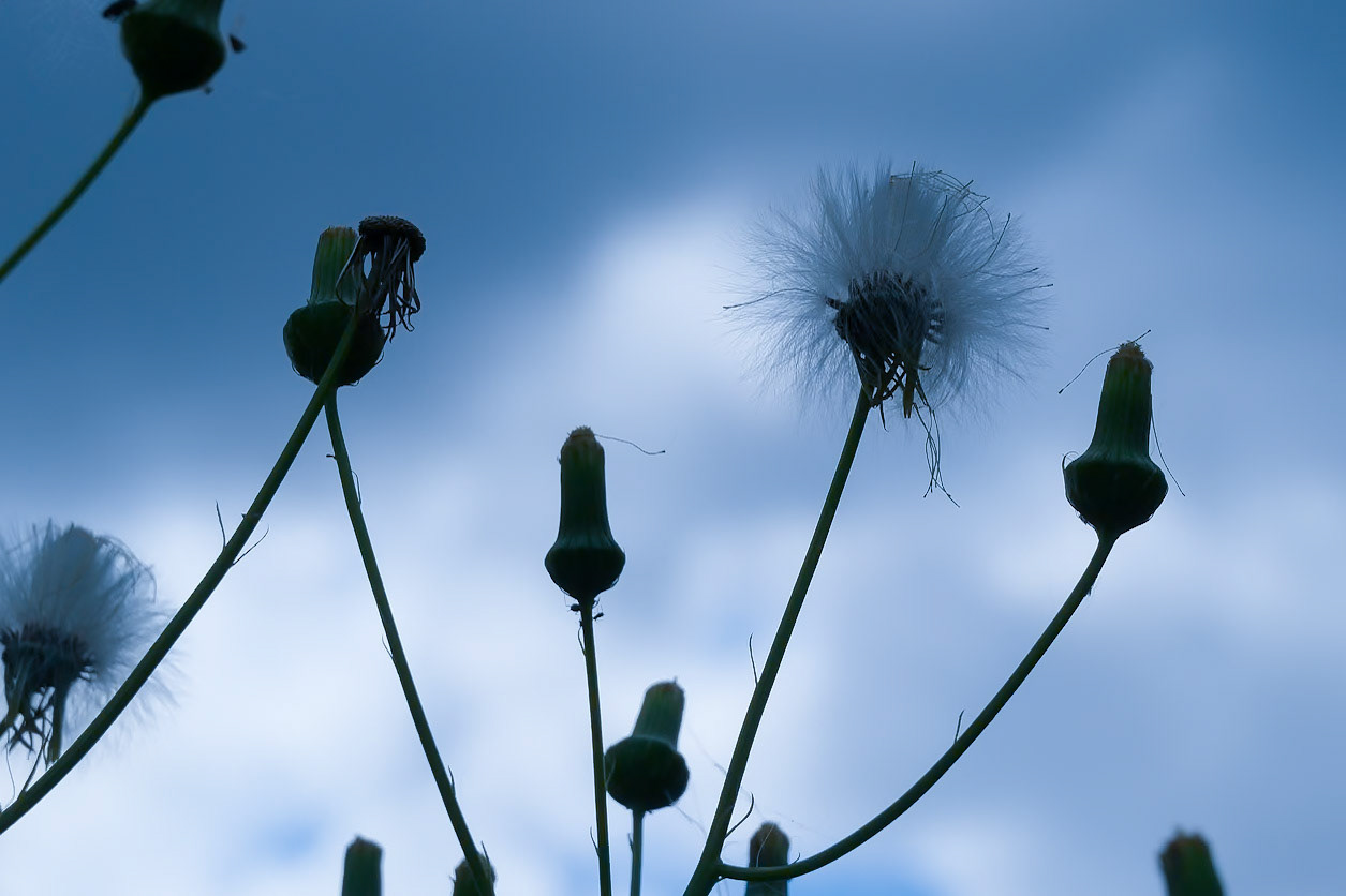 240909-558 American Burnweed (Erechtites hieraciifolius)