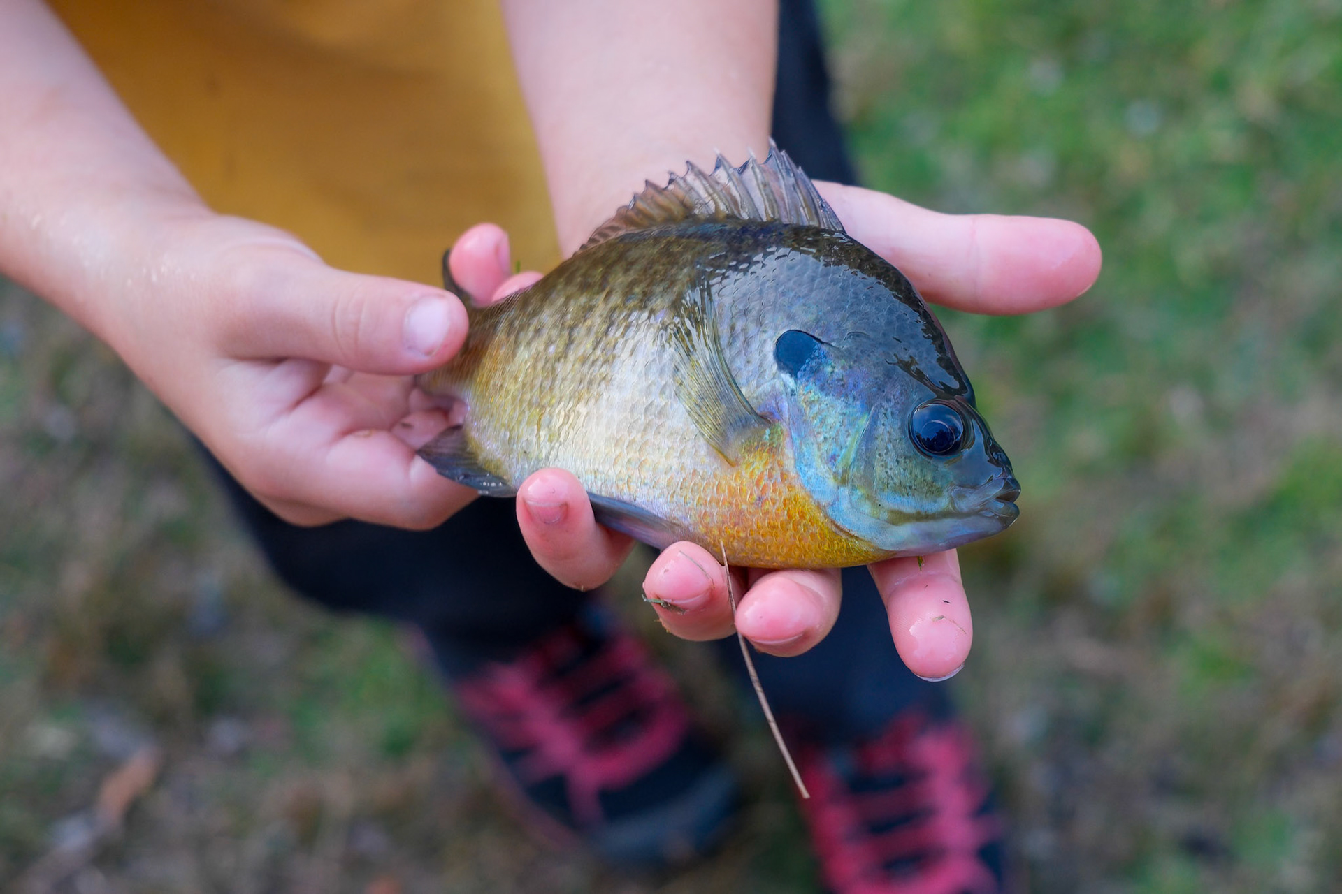 Child Showing us Their Bluegill Catch Before Releasing ©dag