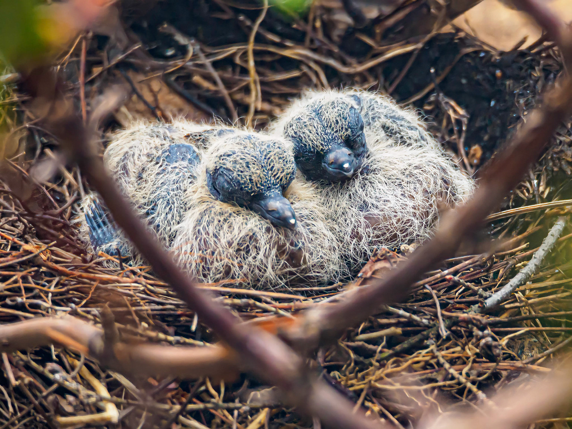 21417044 Babies During Parent Switch 1