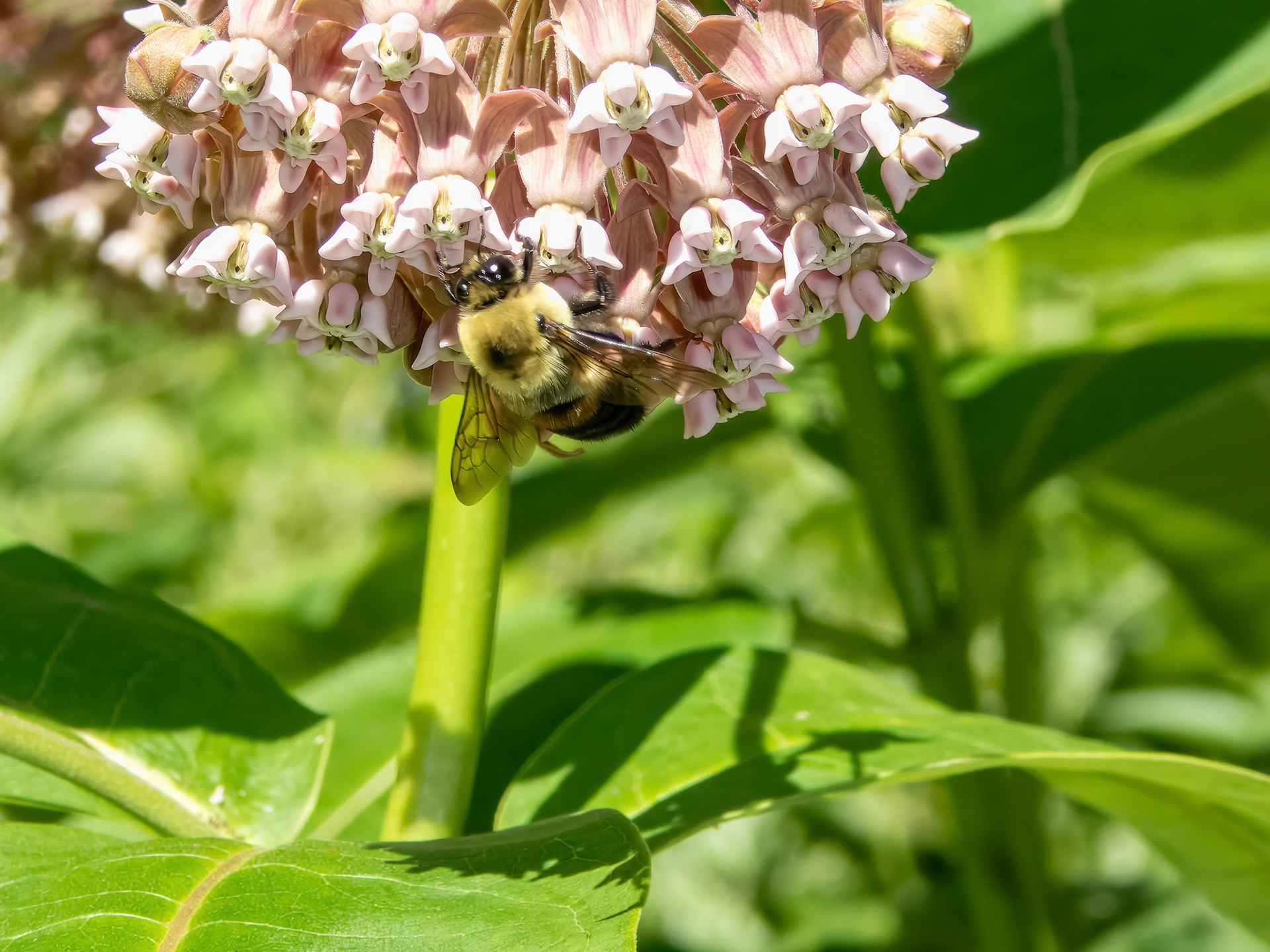 Common Milkweed Visitor ©dag