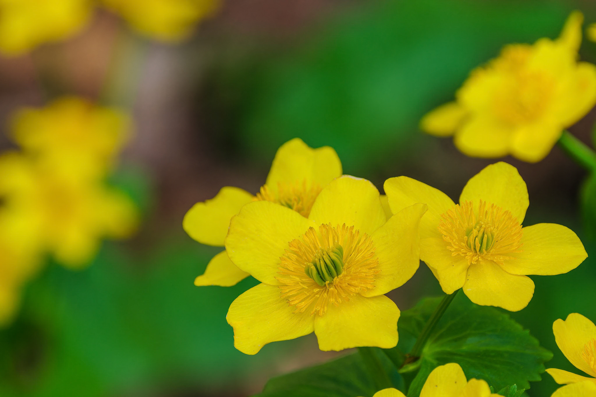 250429-828 Marsh Marigold (Caltha palustris)