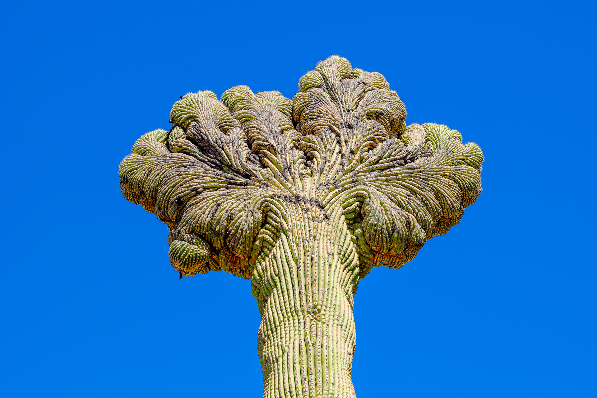 260218-904 Crested Saguaro