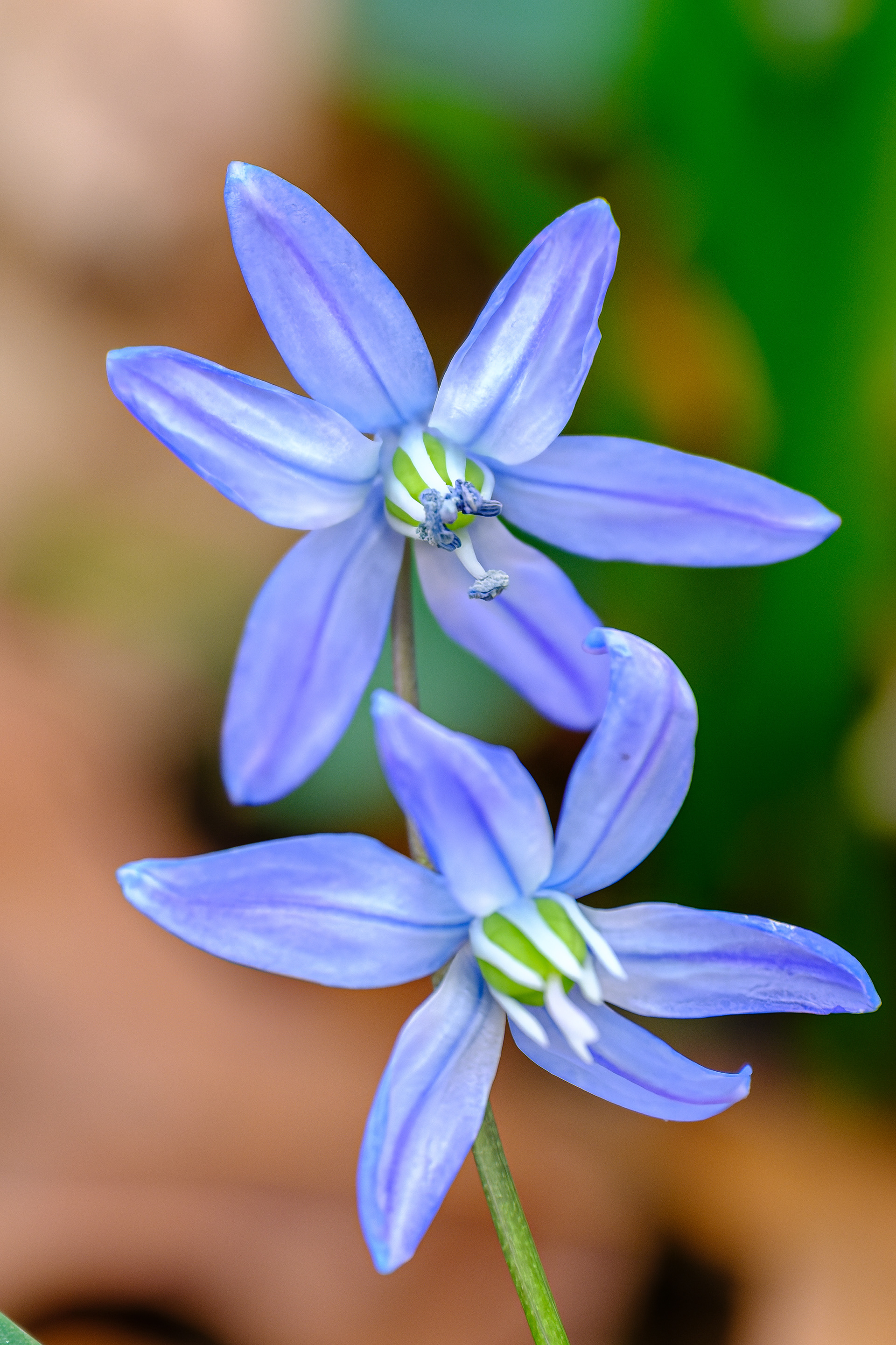 260415-991 Siberian Squill (Scilla siberica)