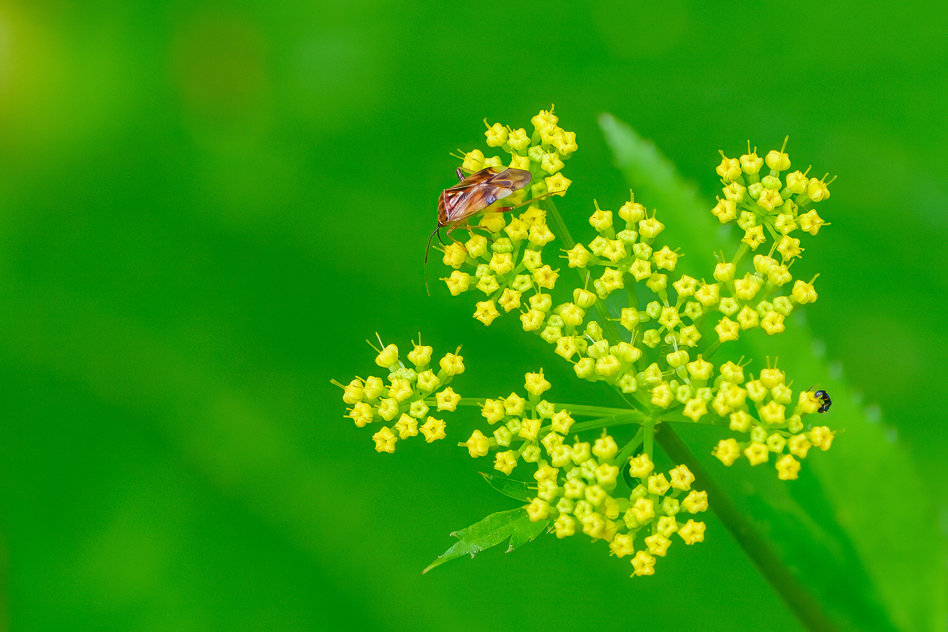 250518-406 North American Tarnished Plant Bug (Lygus lineolaris) on Golden Alexanders (Zizia aurea)
