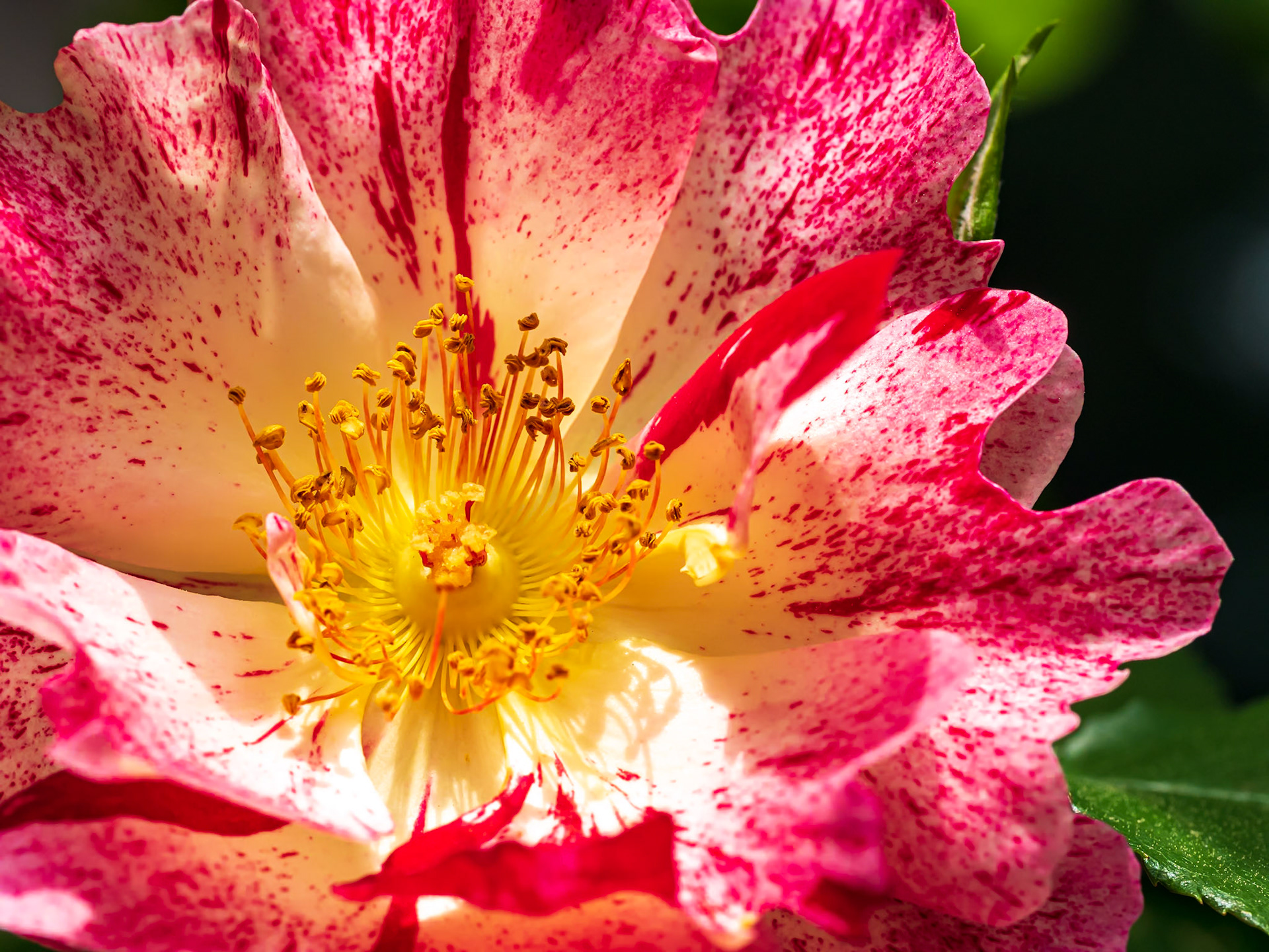 21604052 Celebration Rose