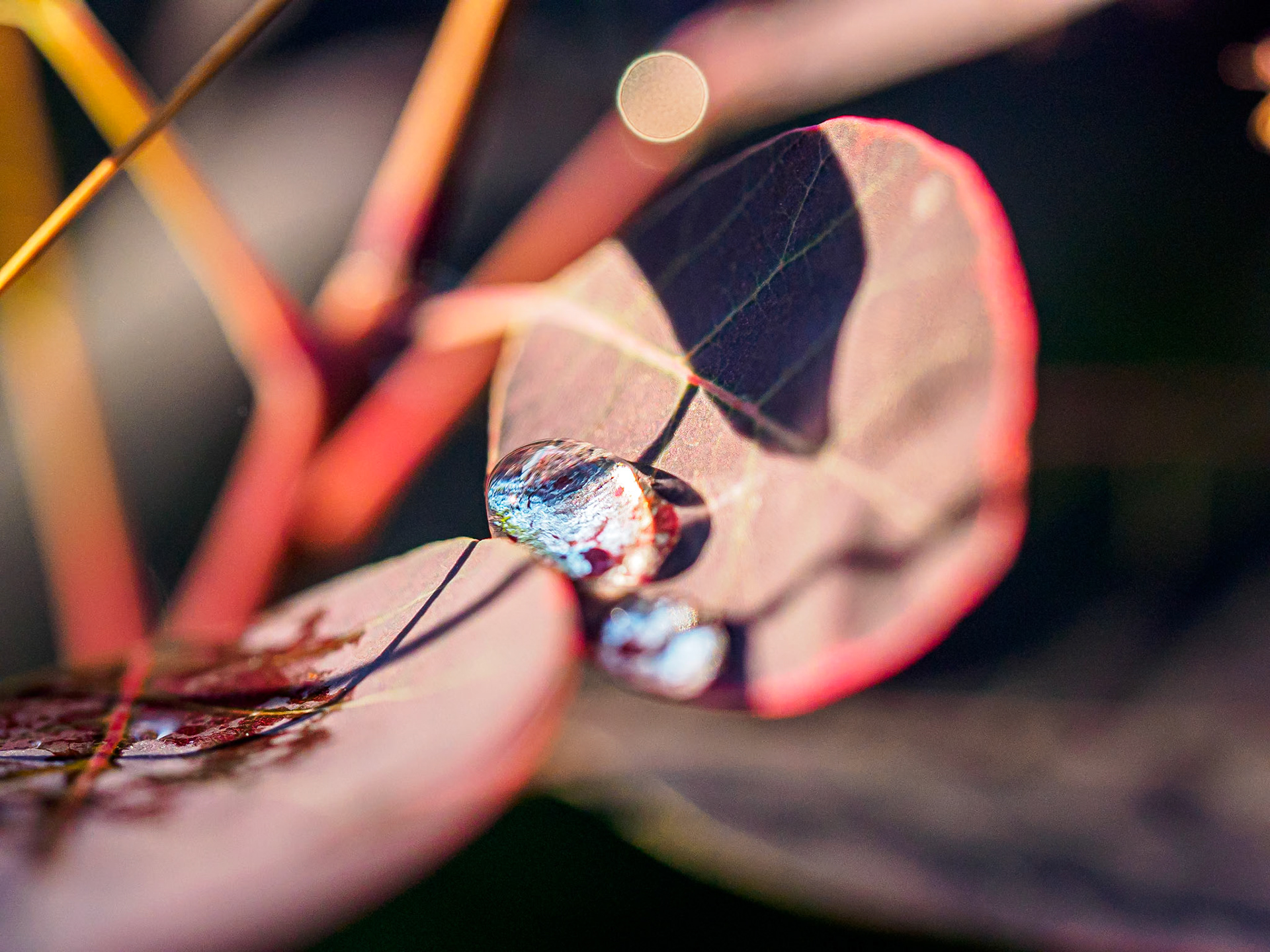 15621094 Still Life Drops