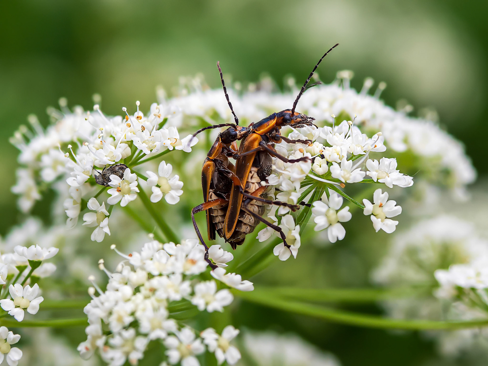 24608-042 Soldier Beetle (Chauliognathus)