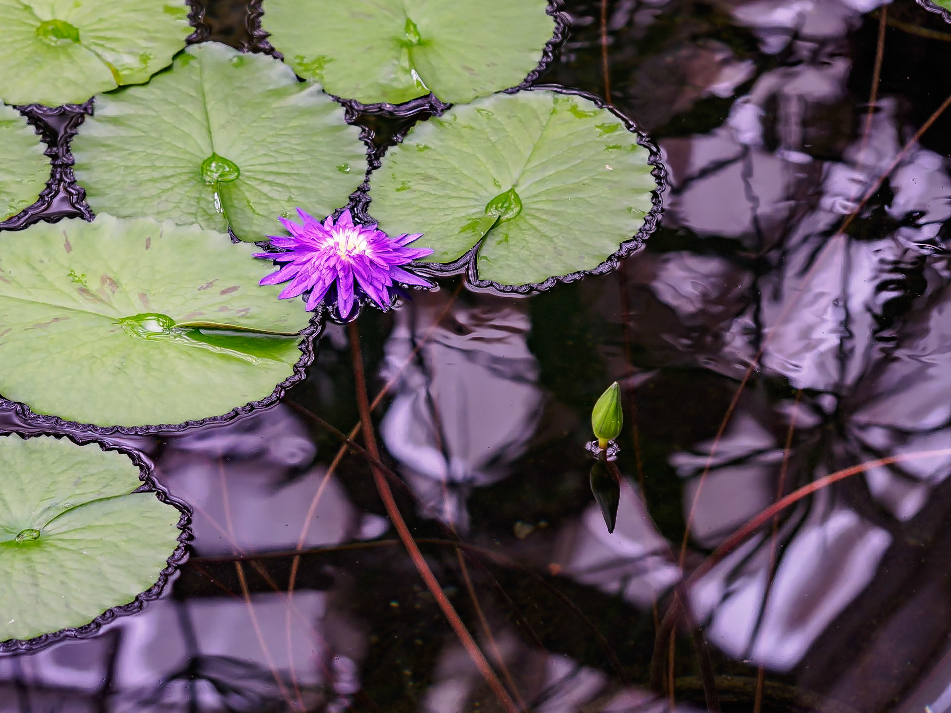 18712028 Purple Water