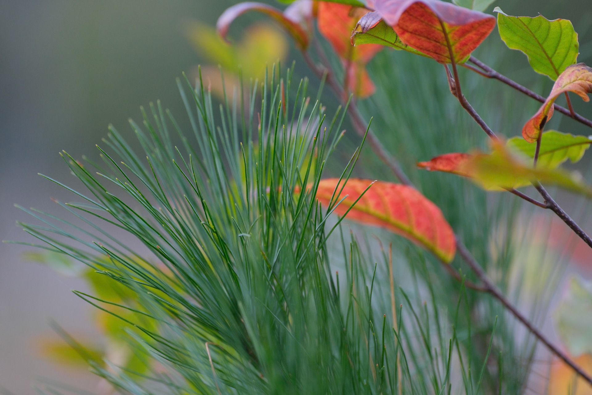 241001-050 Needles and Leaves