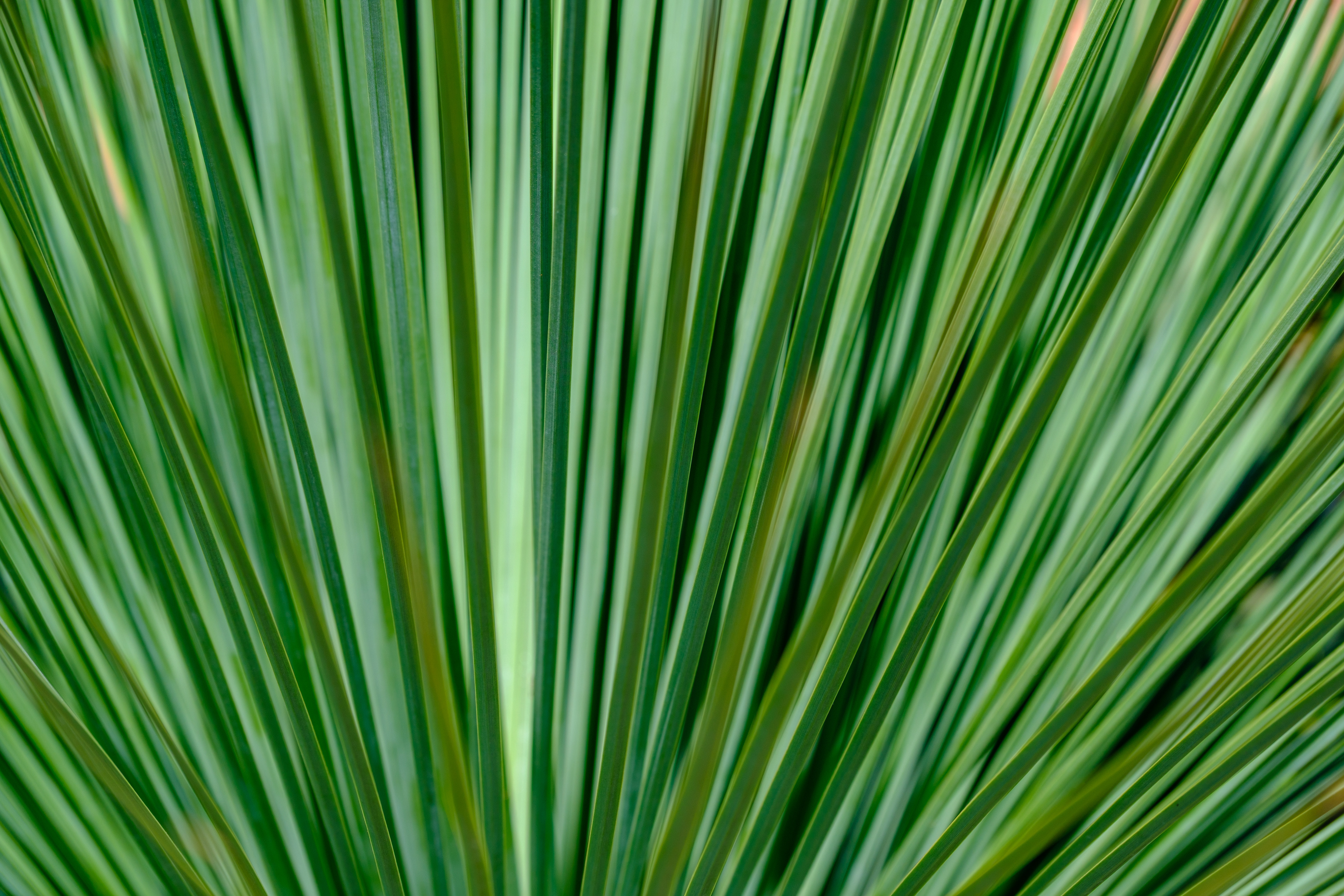 250712-918 Fronds