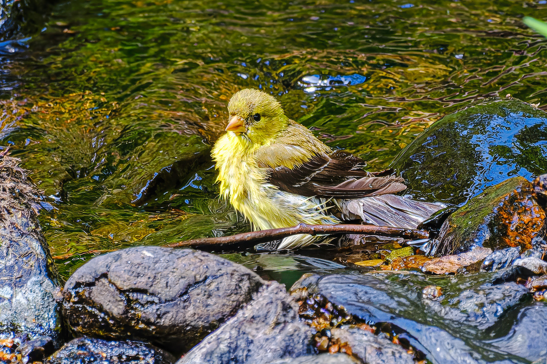 250814-631 American Goldfinch (Spinus tristis)
