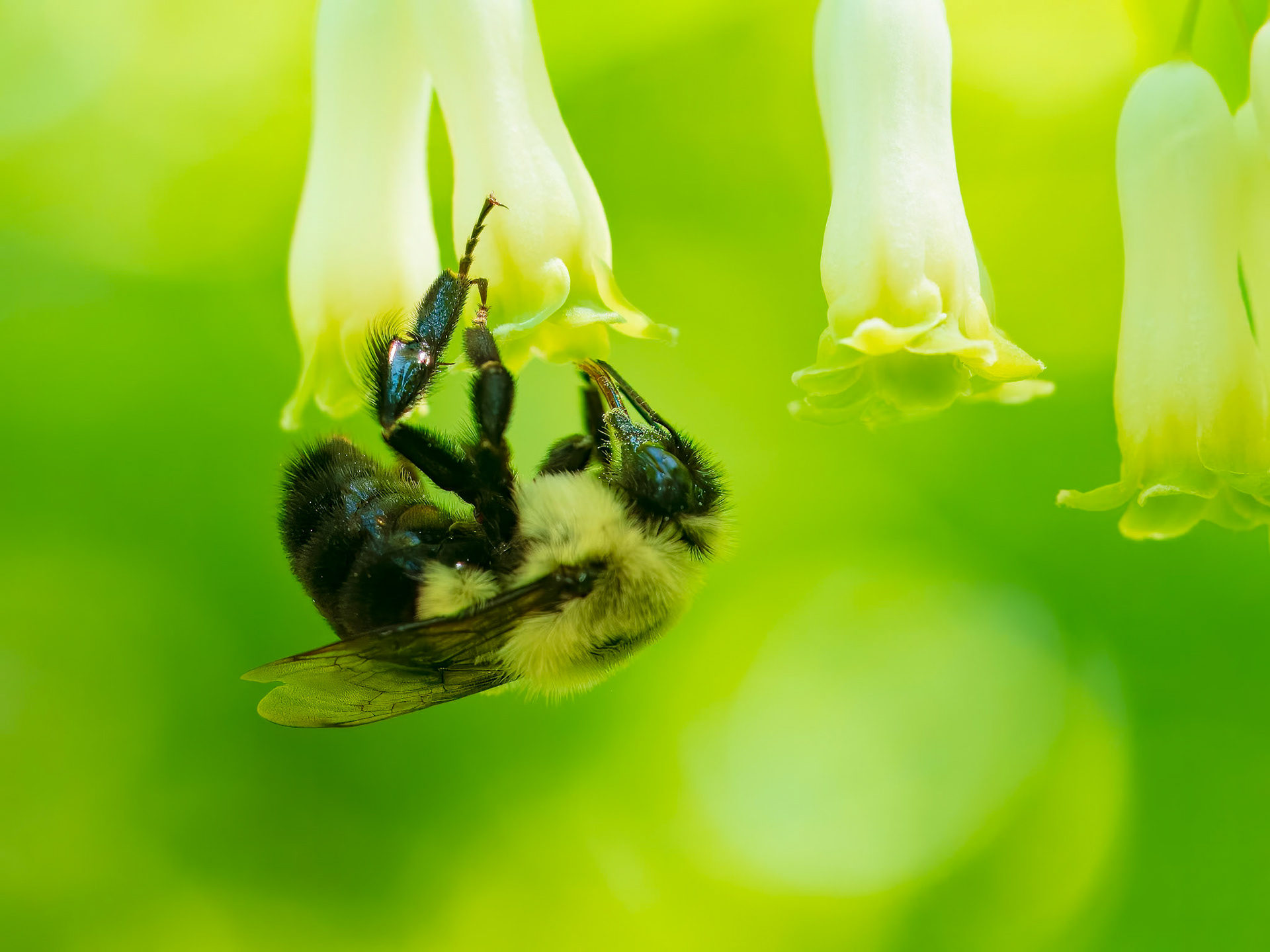 19526050 Anti-Gravity Gathering