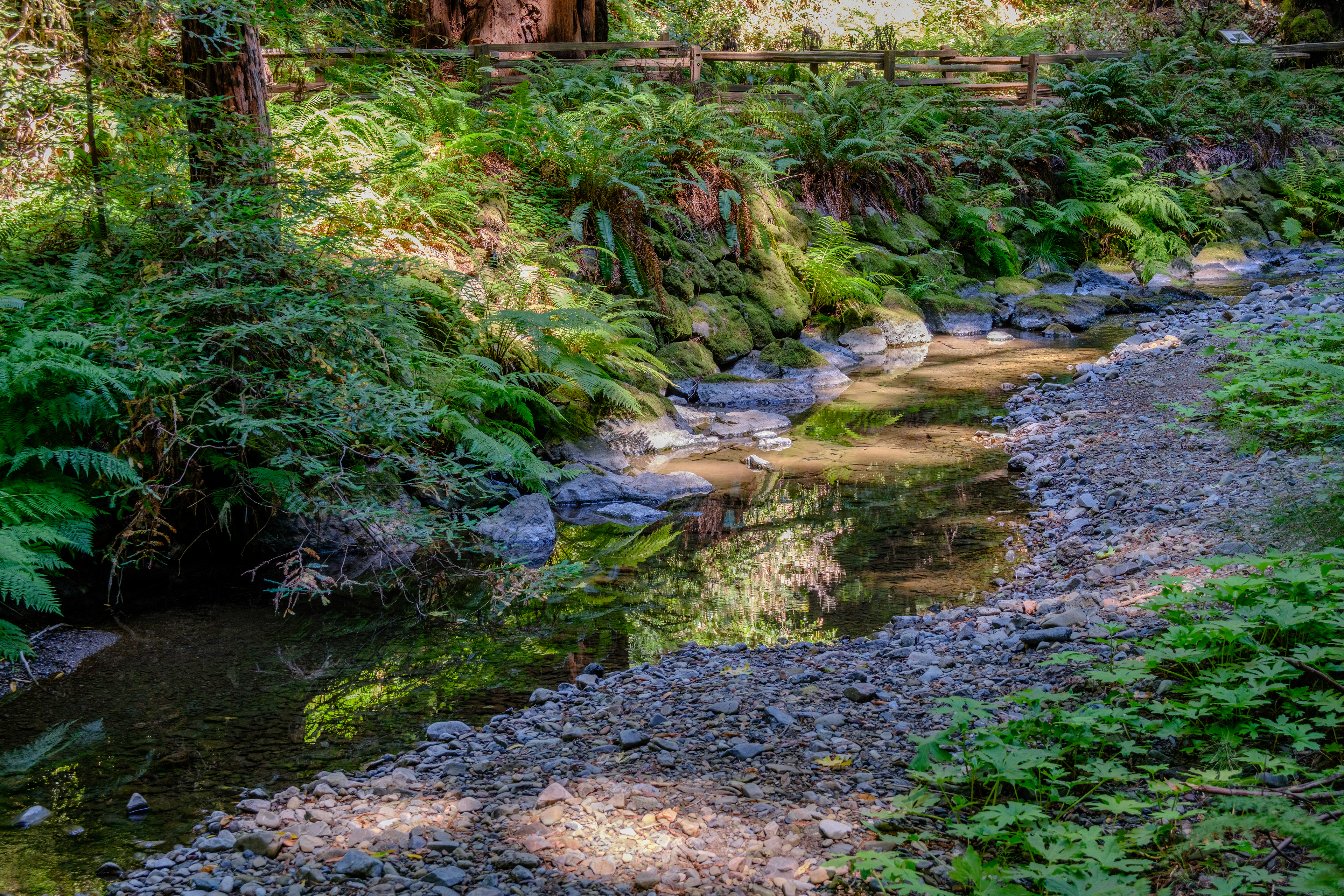 250714-111 Muir Woods