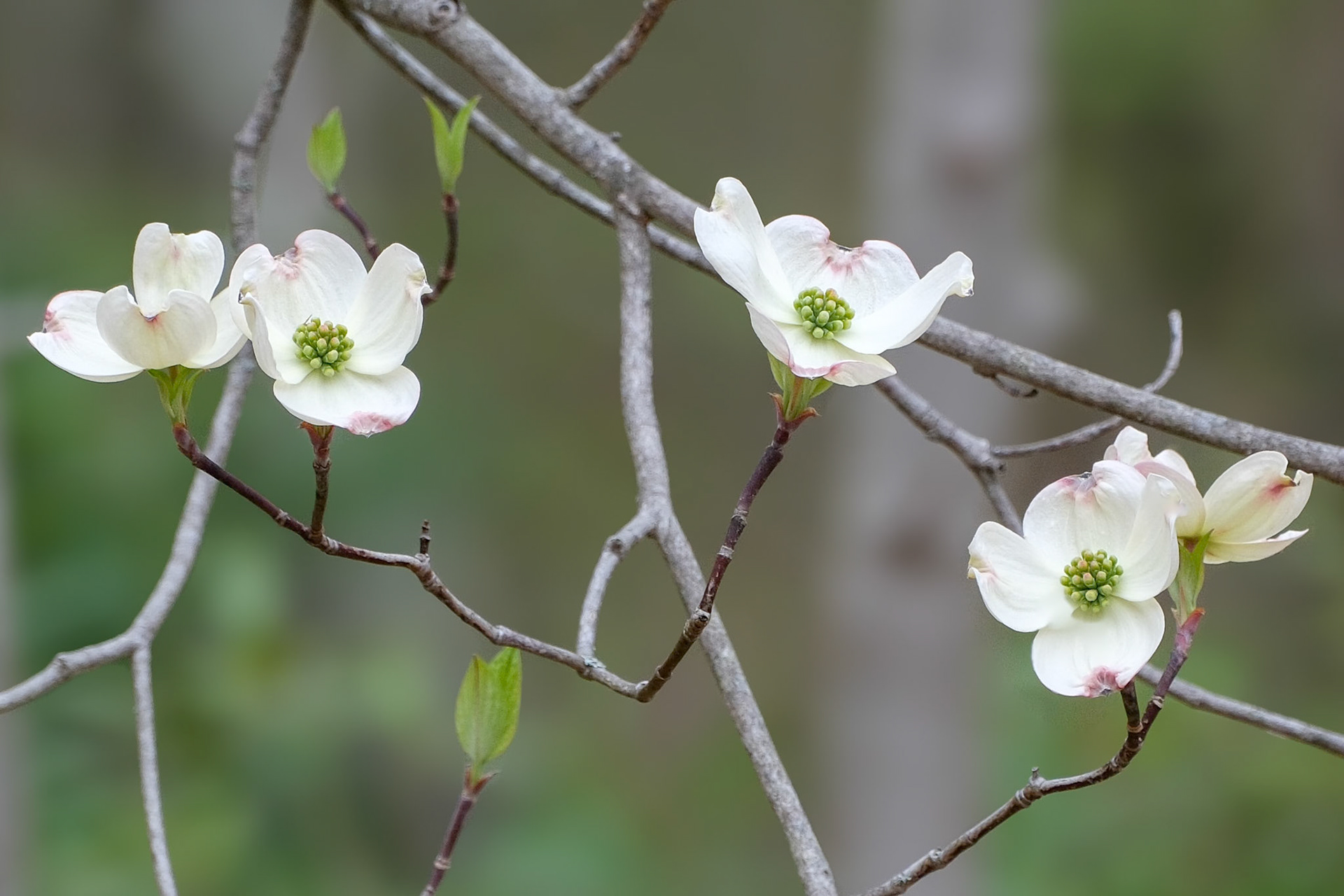 250427-791 Flowering Dogwood (Cornus florida)