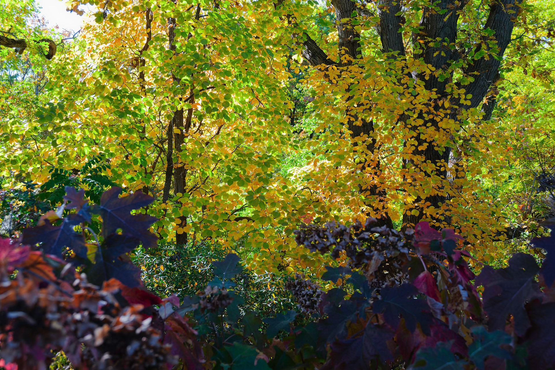 241020-224 Leaves of Many Colors