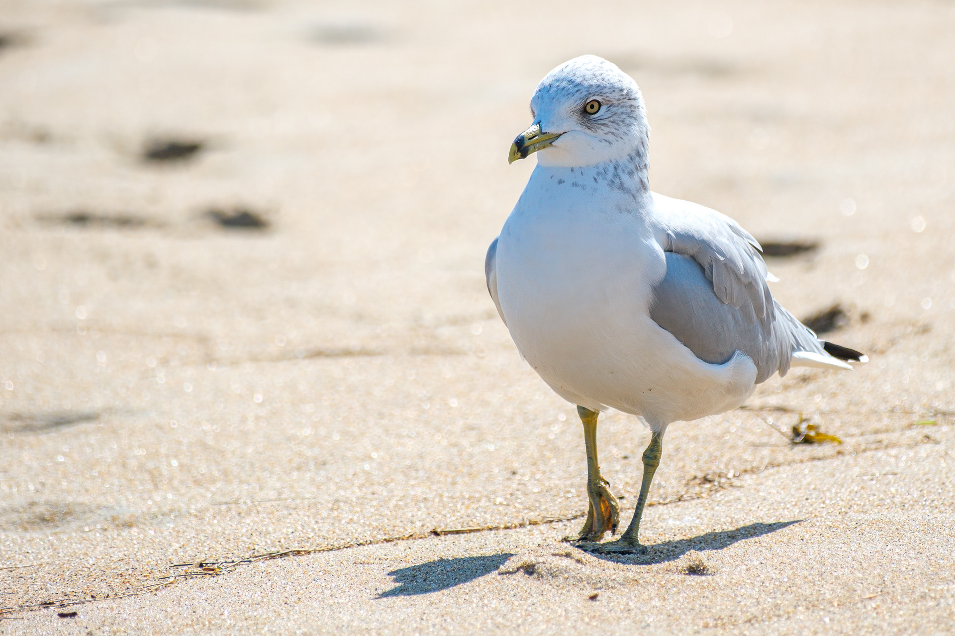 250909-754 Ring-billed Gull (Larus delawarensis)